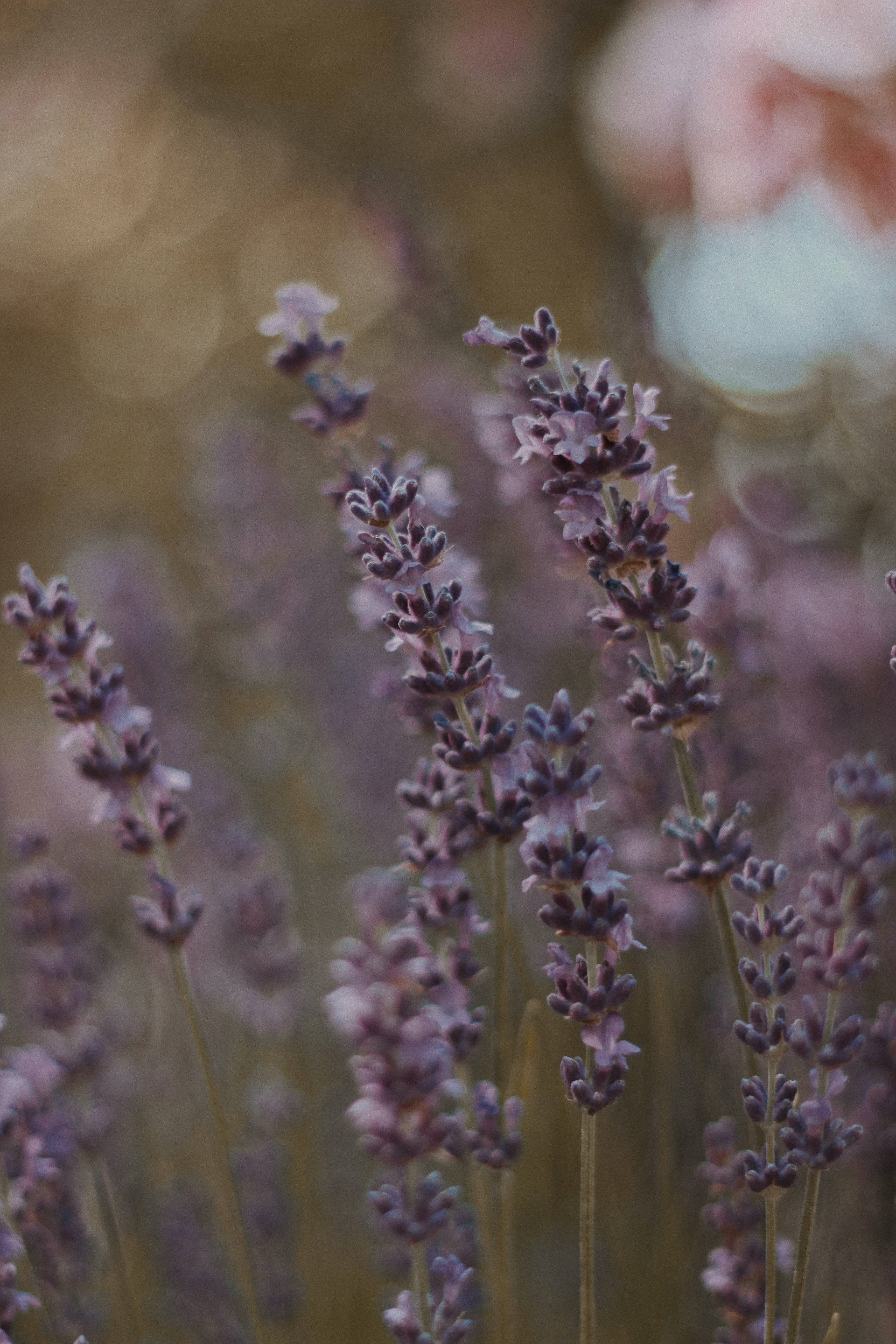 Dark Purple Lavender Flowers, soft purple, lavender spikes, 5K Phone Wallpaper