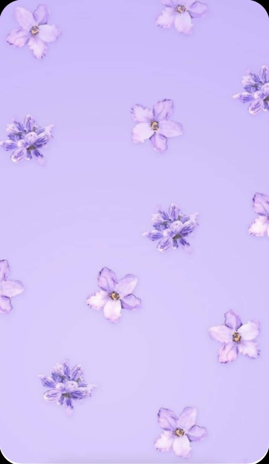 light purple, lavender background, delicate purple flowers, HD Phone Wallpaper