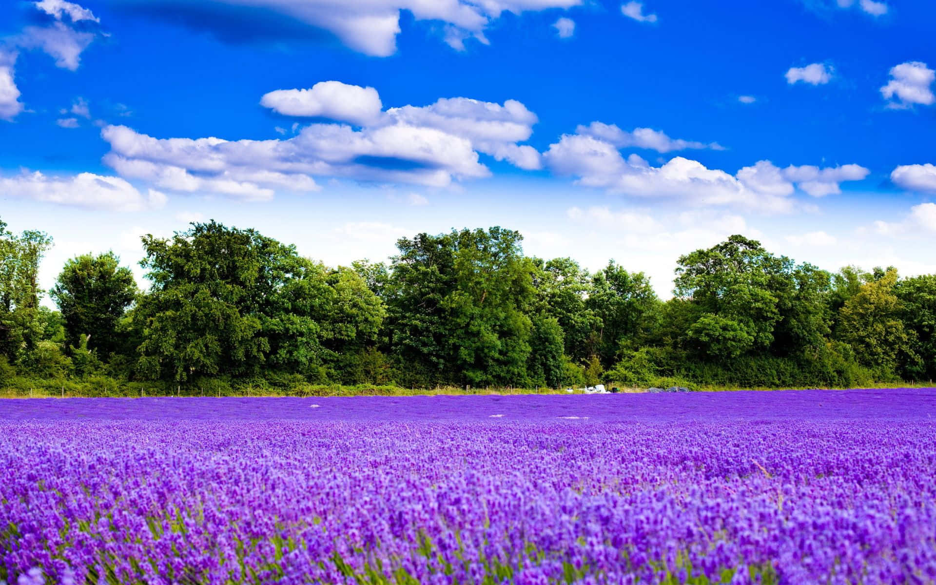 Lavender Purple, lilac field, purple lavender blooms, Full HD Desktop Wallpaper