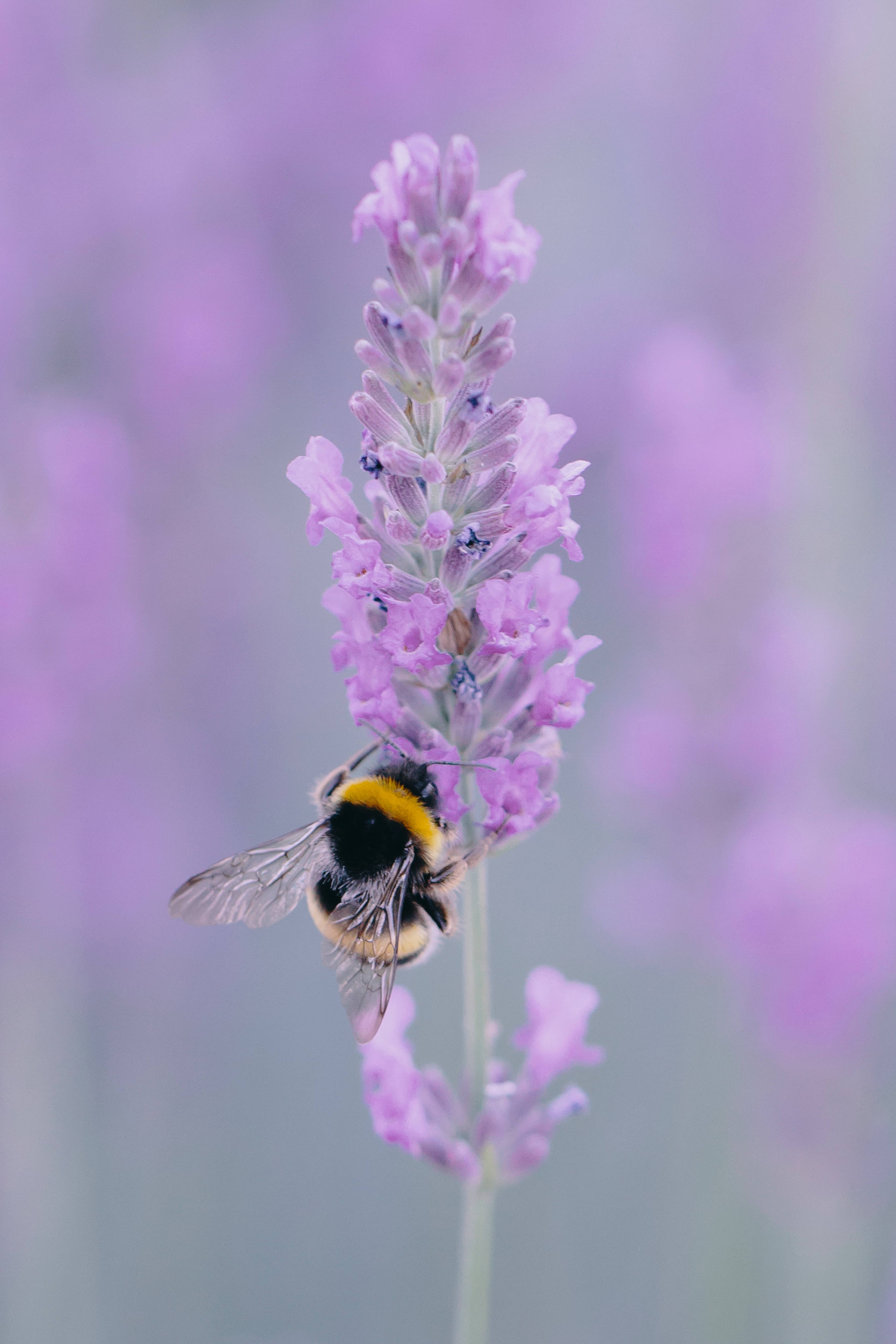 bumblebee, yellow and black stripes, purple lavender flower spike, 4K Phone Wallpaper
