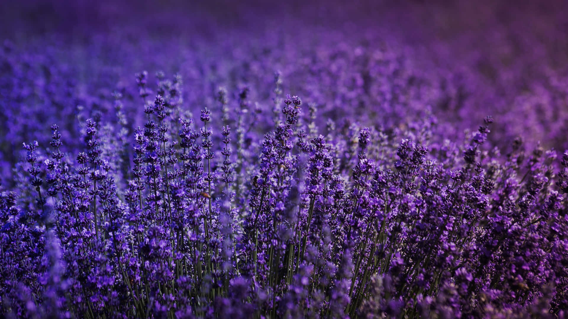 lavender field, purple flower clusters, soft daylight, Full HD Desktop Wallpaper
