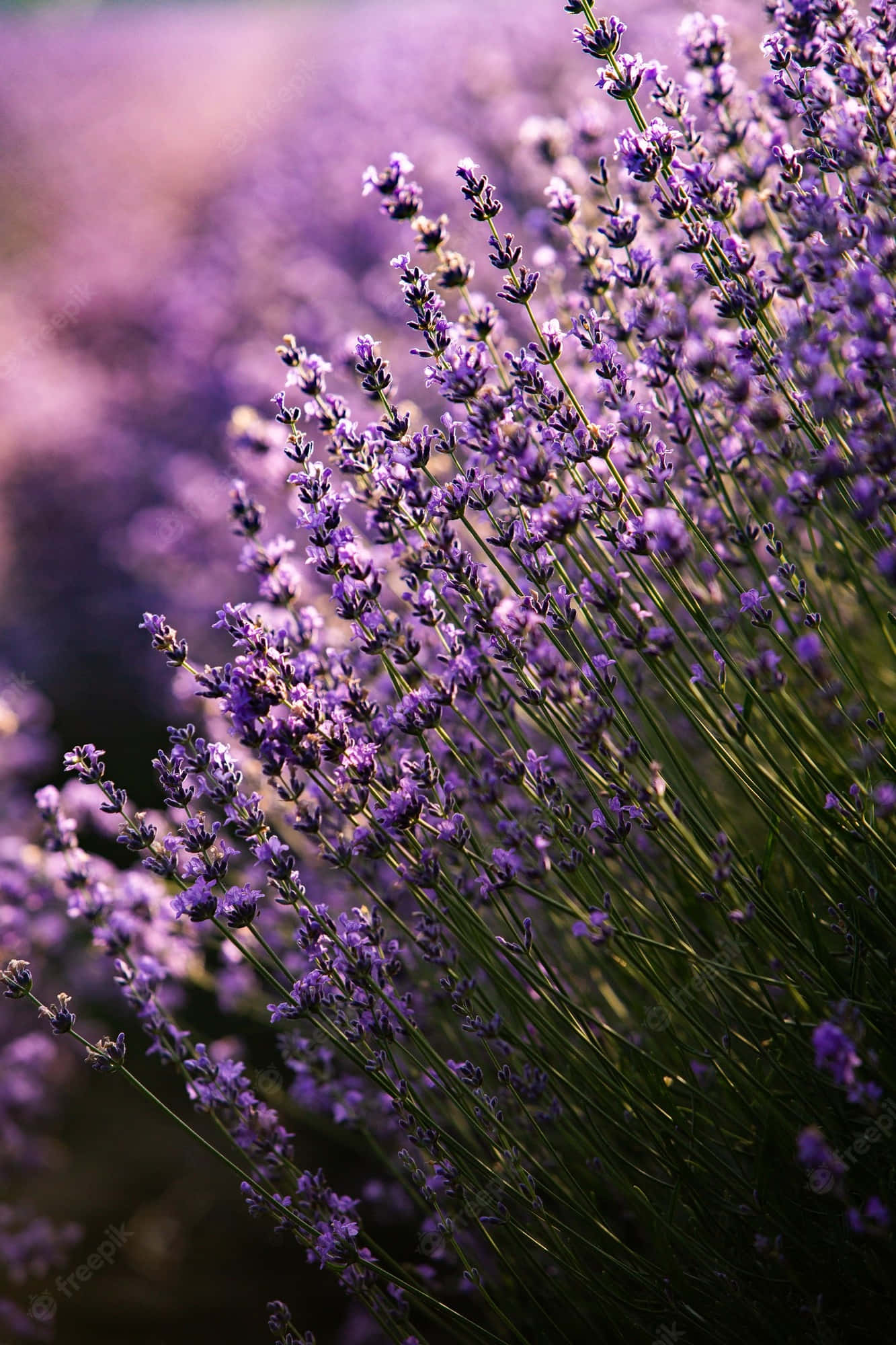purple lavender flowers field, vibrant purple lavender blooms, sunlit field, Full HD Phone Wallpaper