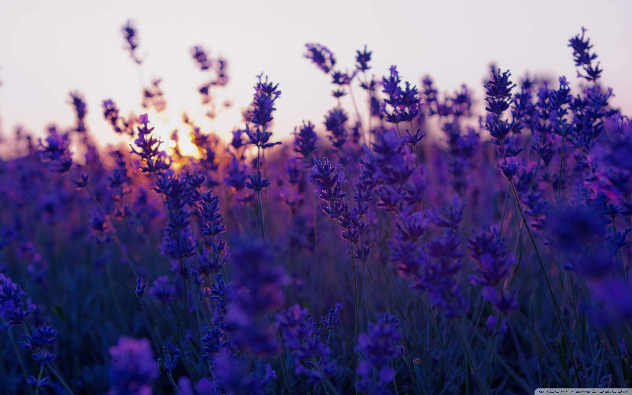 dark lavender, lavender blooms, sunset, 2K Desktop Wallpaper