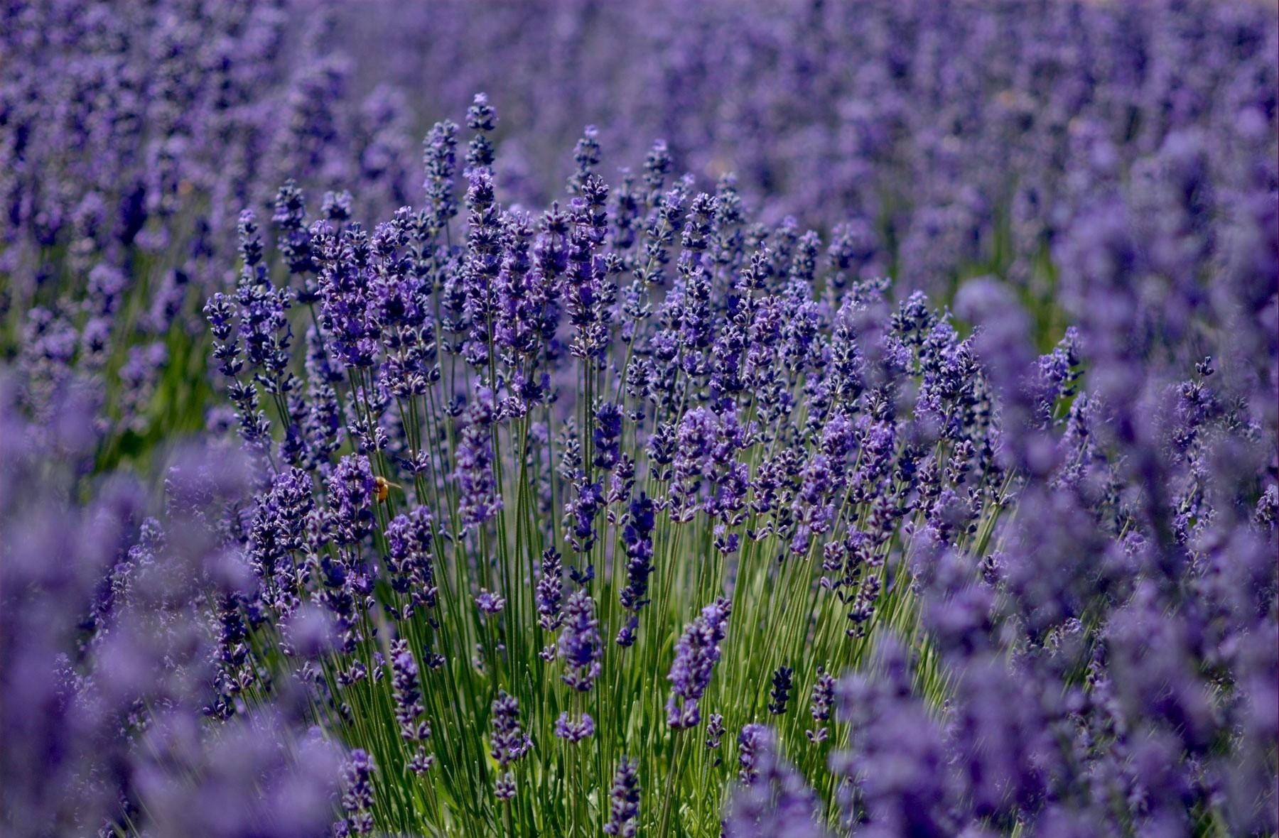 lavender field, vibrant purple lavender blooms, green stems, HD Desktop Wallpaper