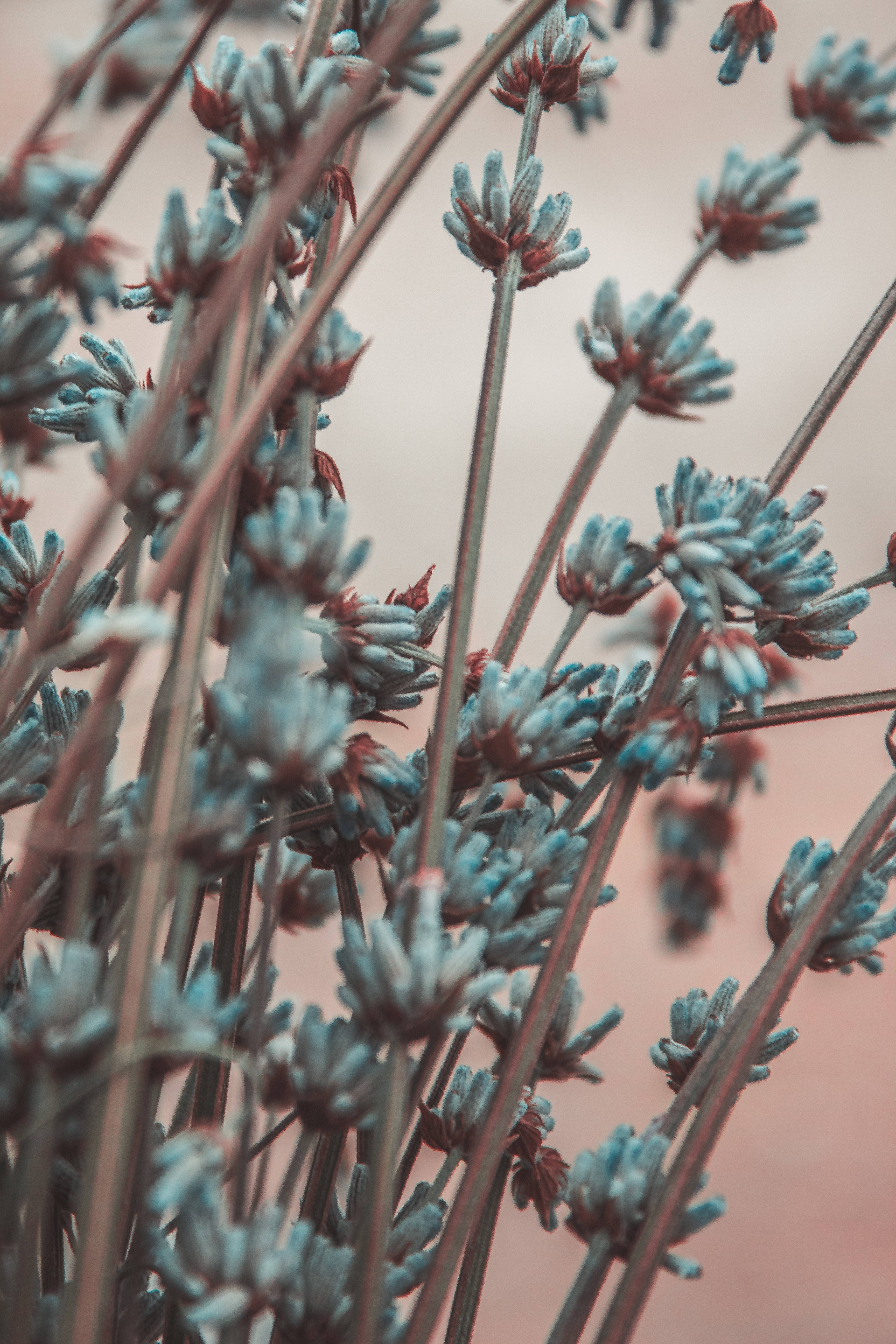 aqua blue, lavender flowers, macro, 5K Phone Wallpaper