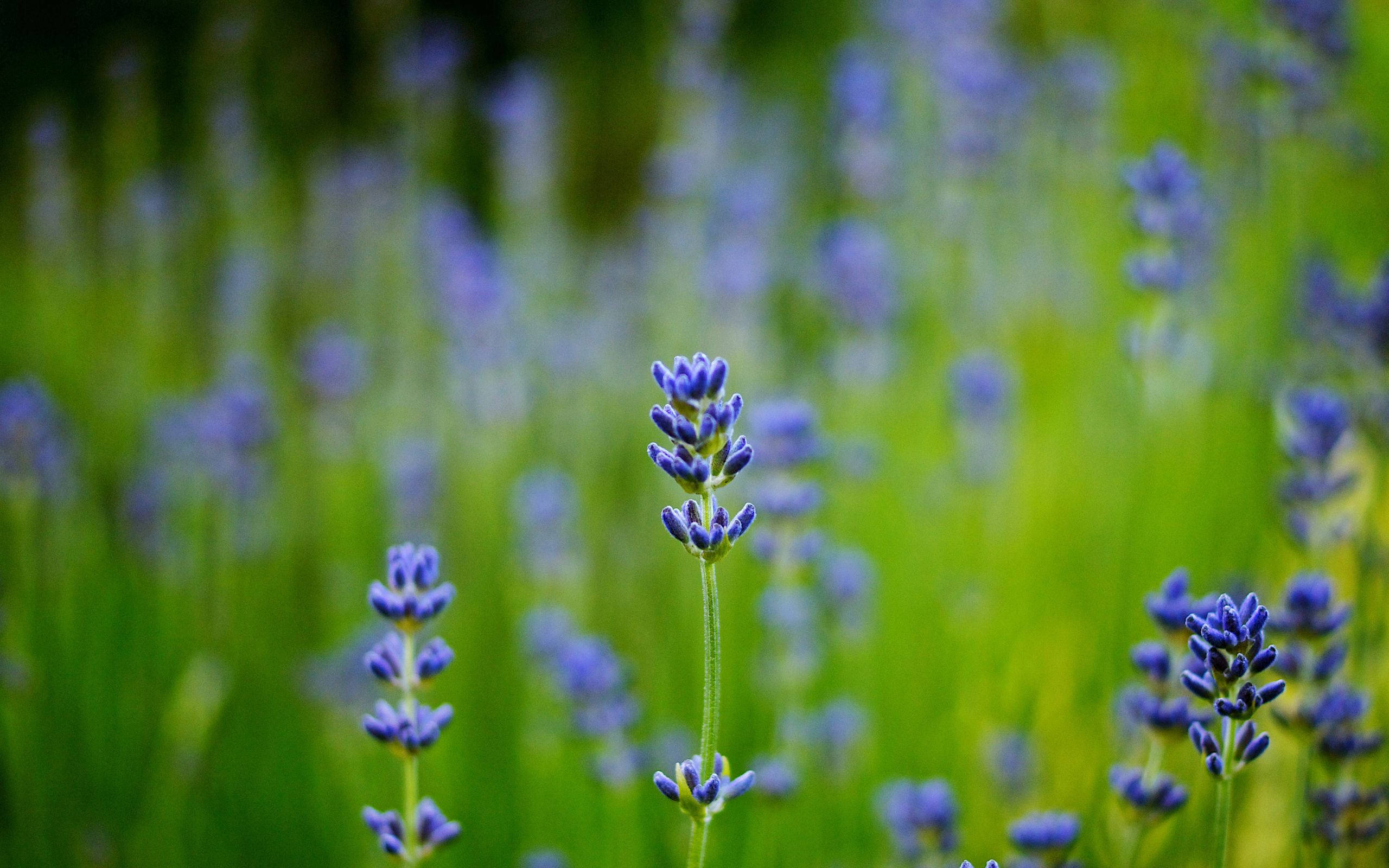 blue lavender field macro, vibrant purple lavender blooms, lush green meadow, 2K Desktop Wallpaper