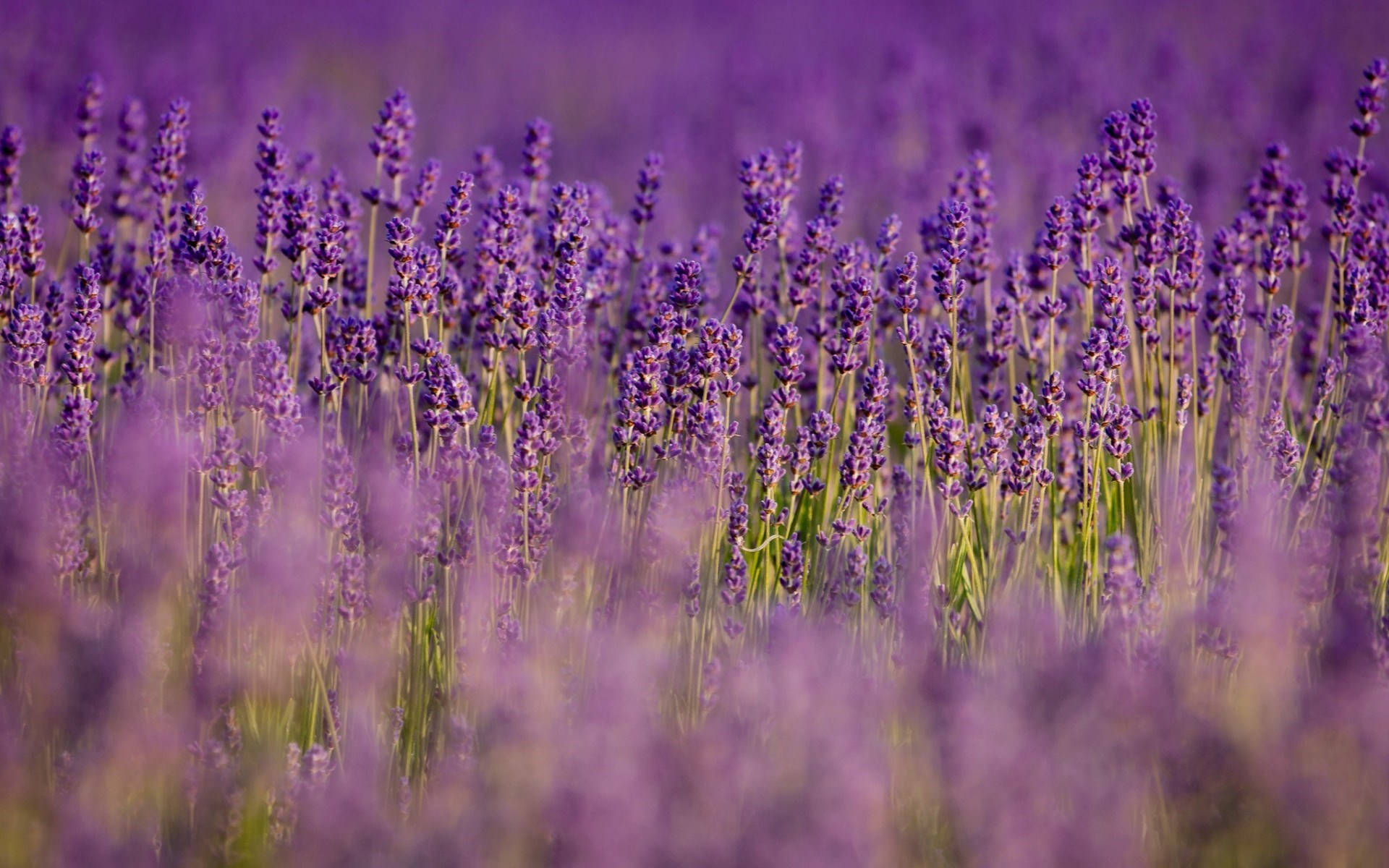 lavender, bright green, sunlit field, Full HD Desktop Wallpaper