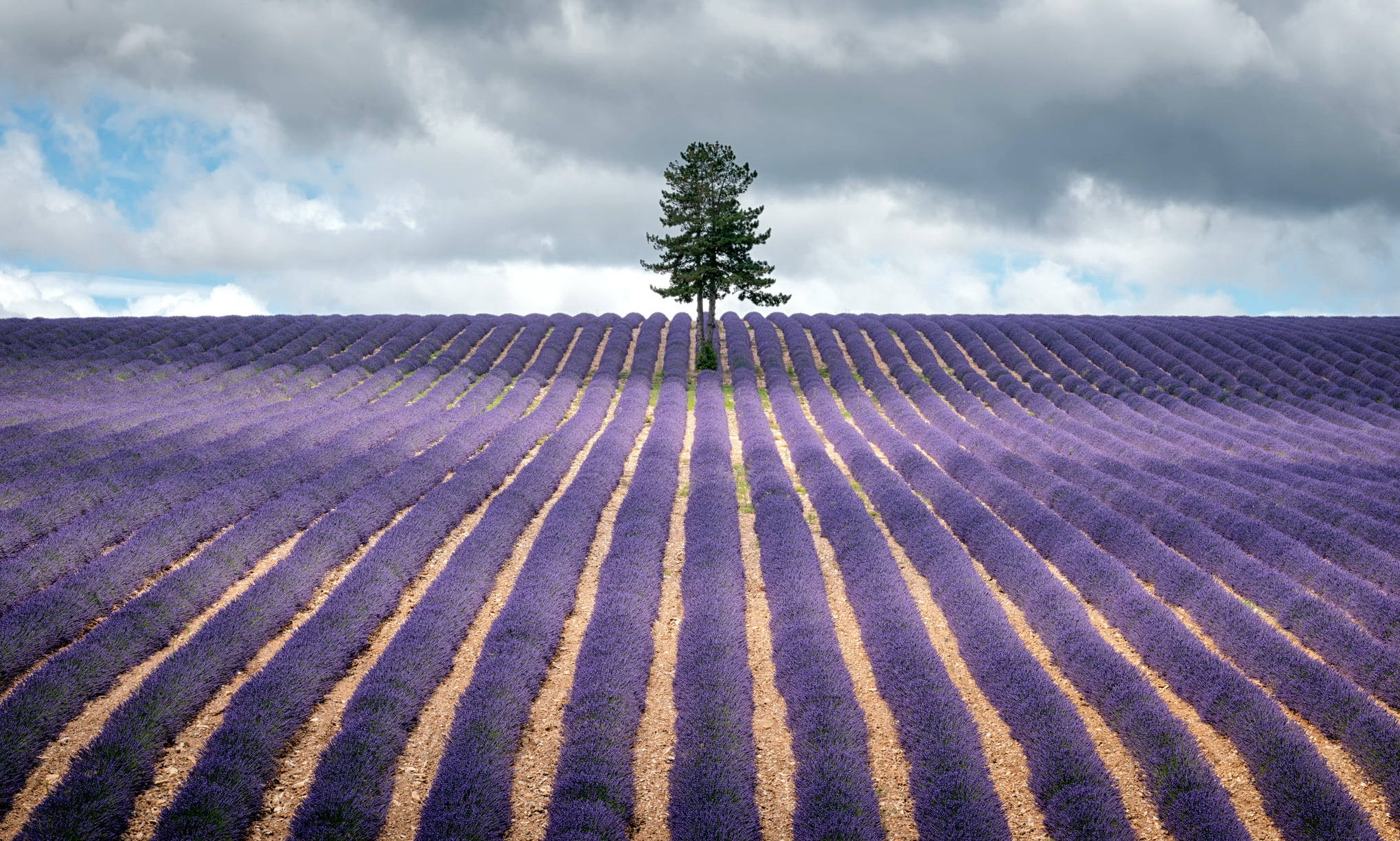 evergreen tree, lavender fields, cloudy sky, Full HD Desktop Wallpaper