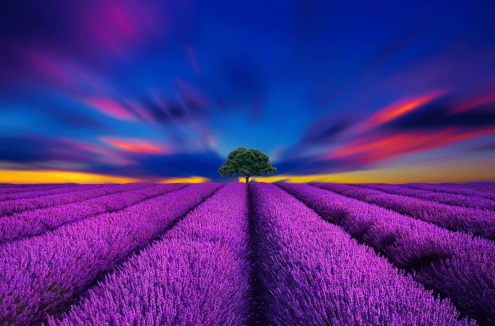 vibrant purple lavender, endless rows of lavender, lone green tree, Full HD Desktop Wallpaper