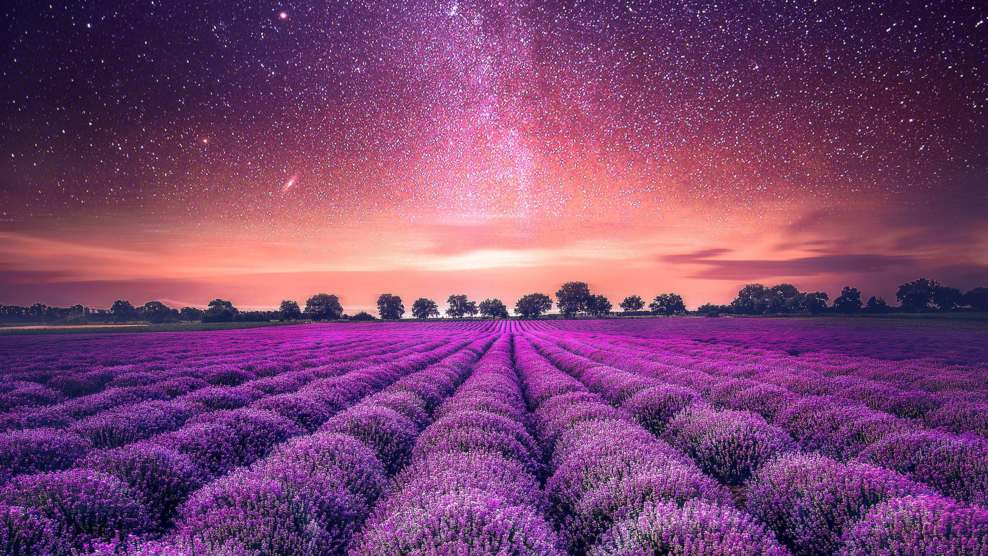 lavender field, dusk, starry twilight sky, 2K Desktop Wallpaper