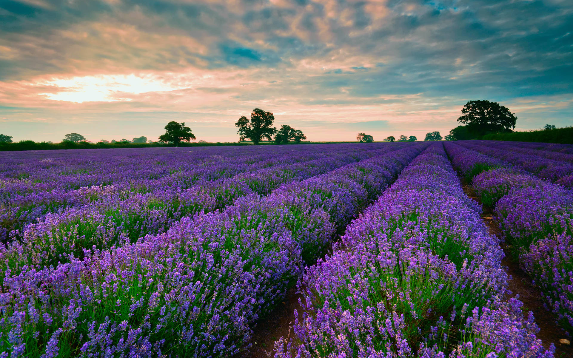 lavender, sunset sky, scattered clouds, Full HD Desktop Wallpaper