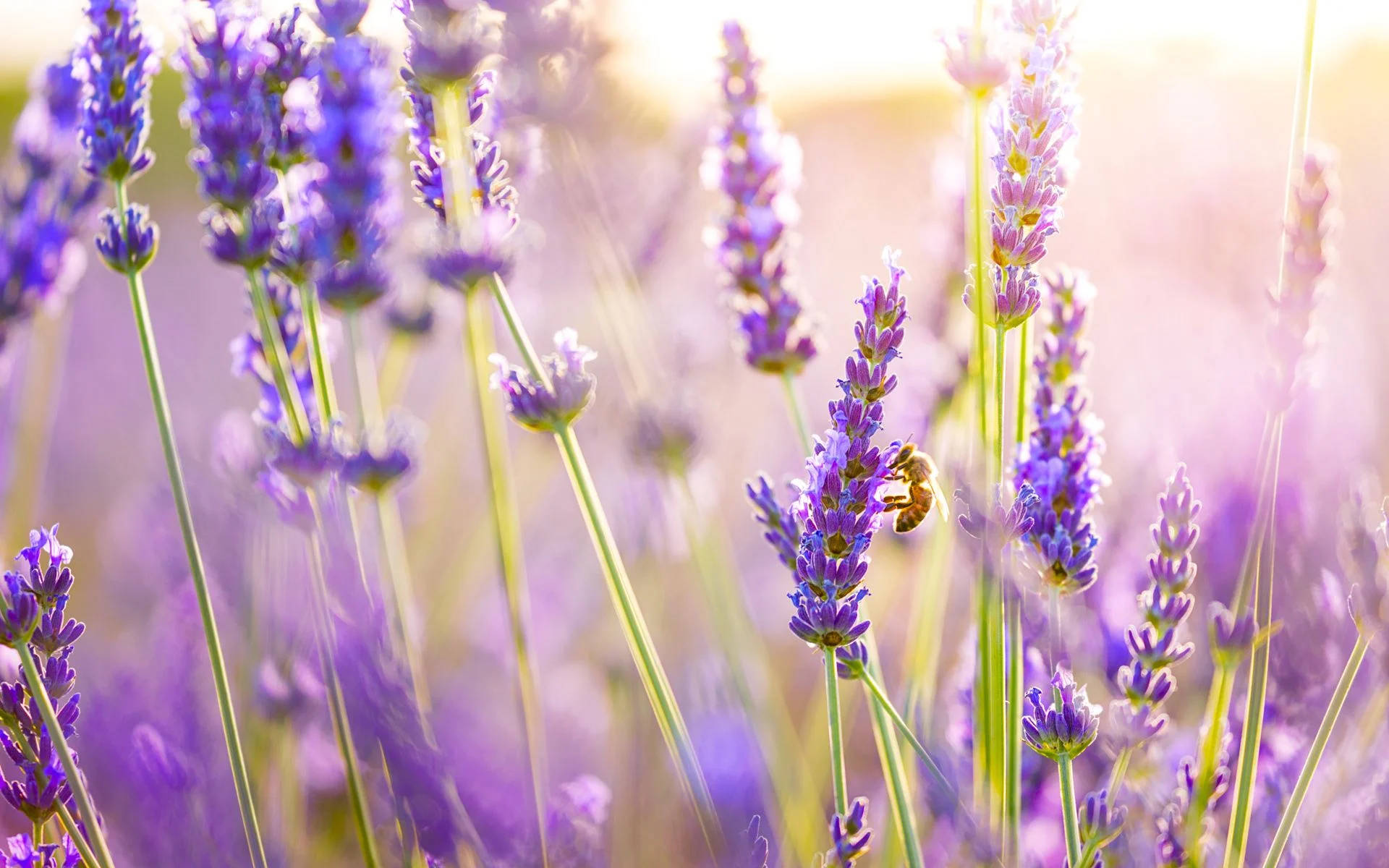 bee, lavender, vibrant purple, Full HD Desktop Wallpaper