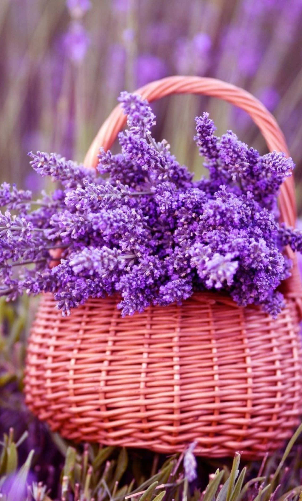 Lavender, purple lavender blooms, woven basket, Full HD Phone Wallpaper