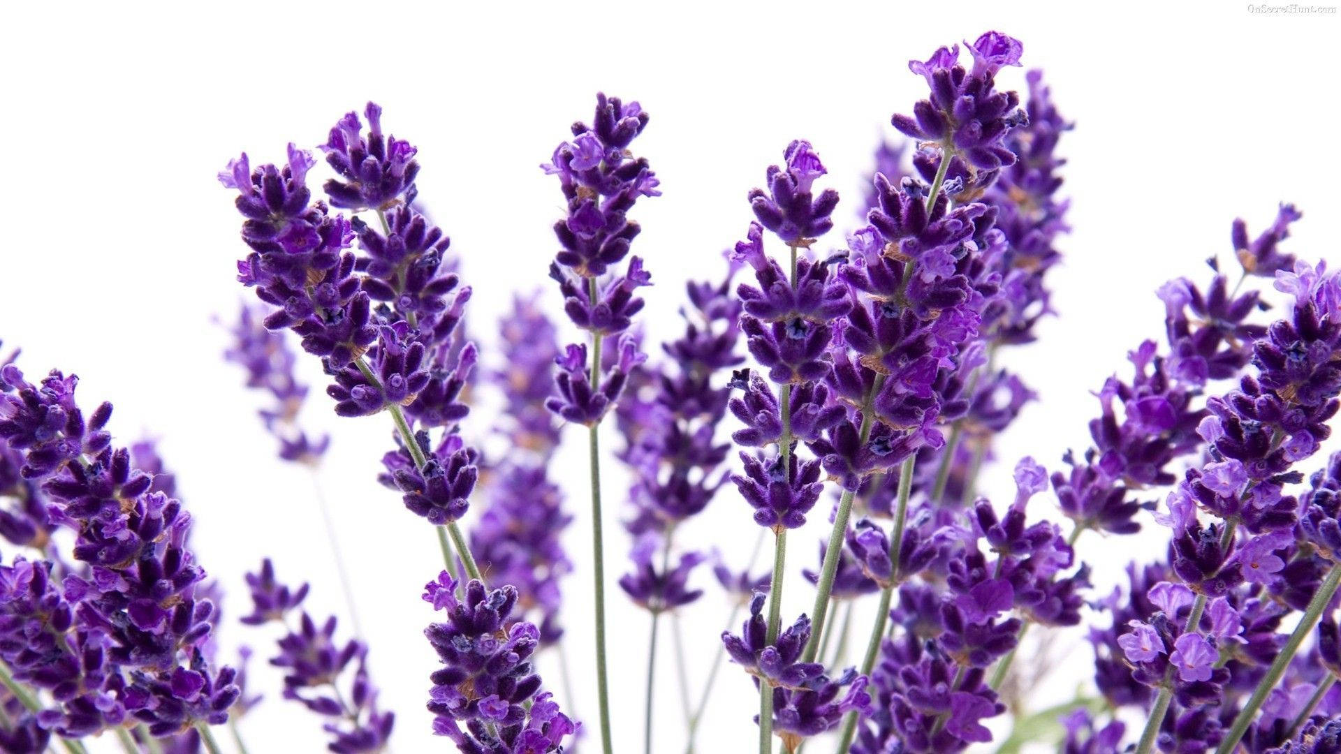 lavender blooms, white background, soft natural light, Full HD Desktop Wallpaper