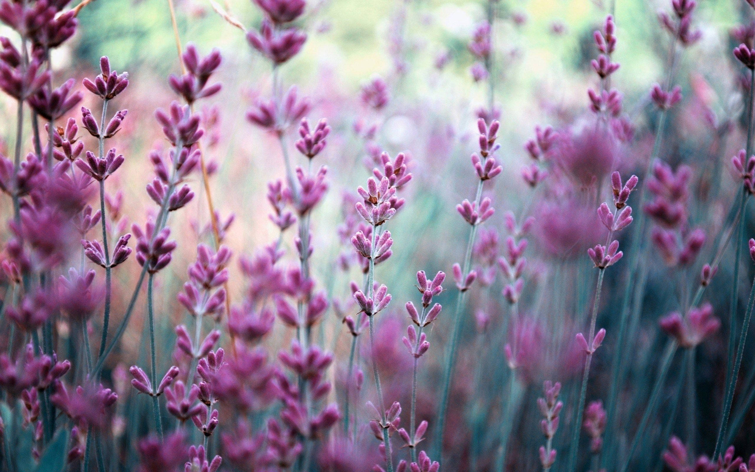Lavender flowers, sunlit field, soft focus, 2K Desktop Wallpaper