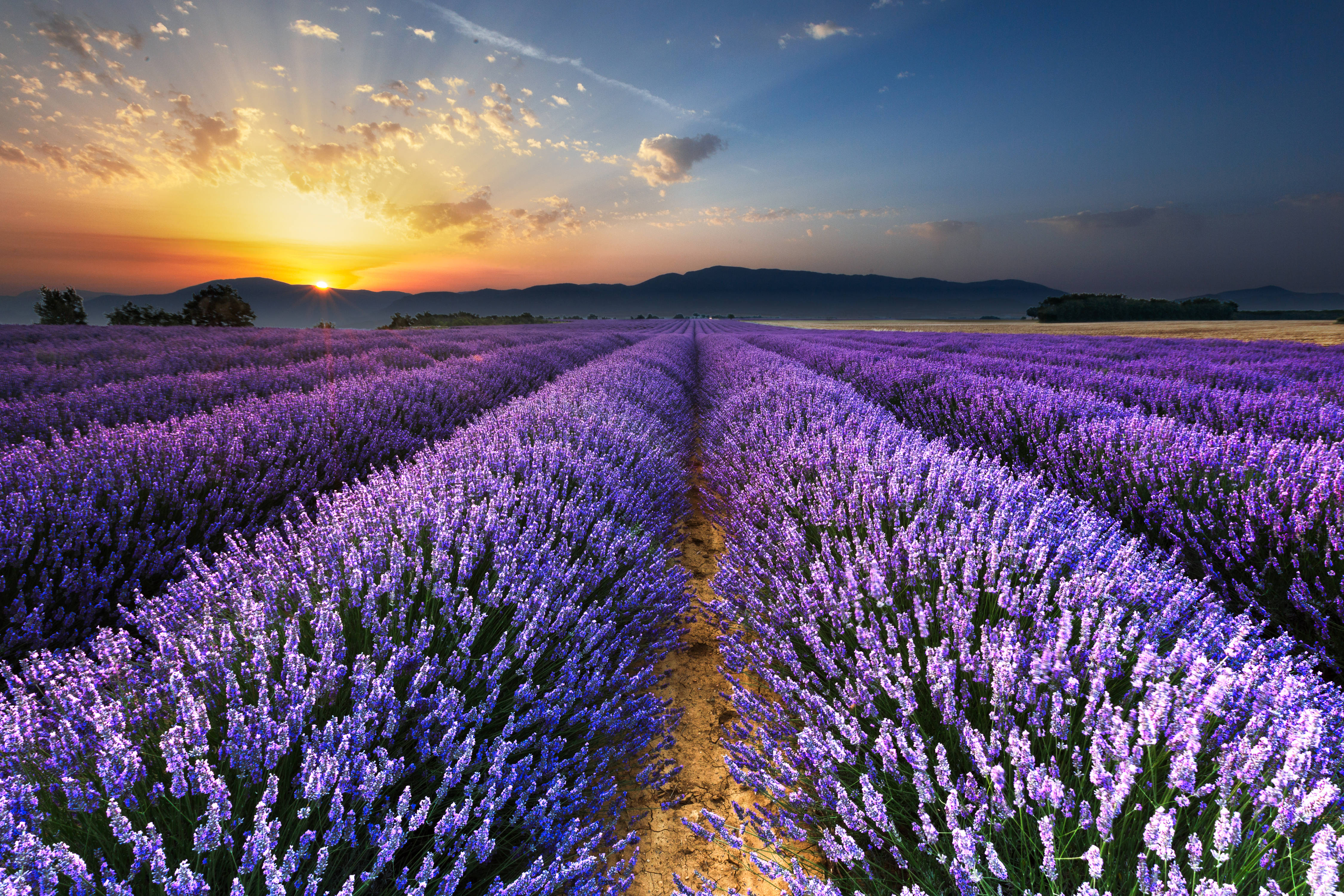 lavender field, sunset, golden sunset sky, 4K Desktop Wallpaper