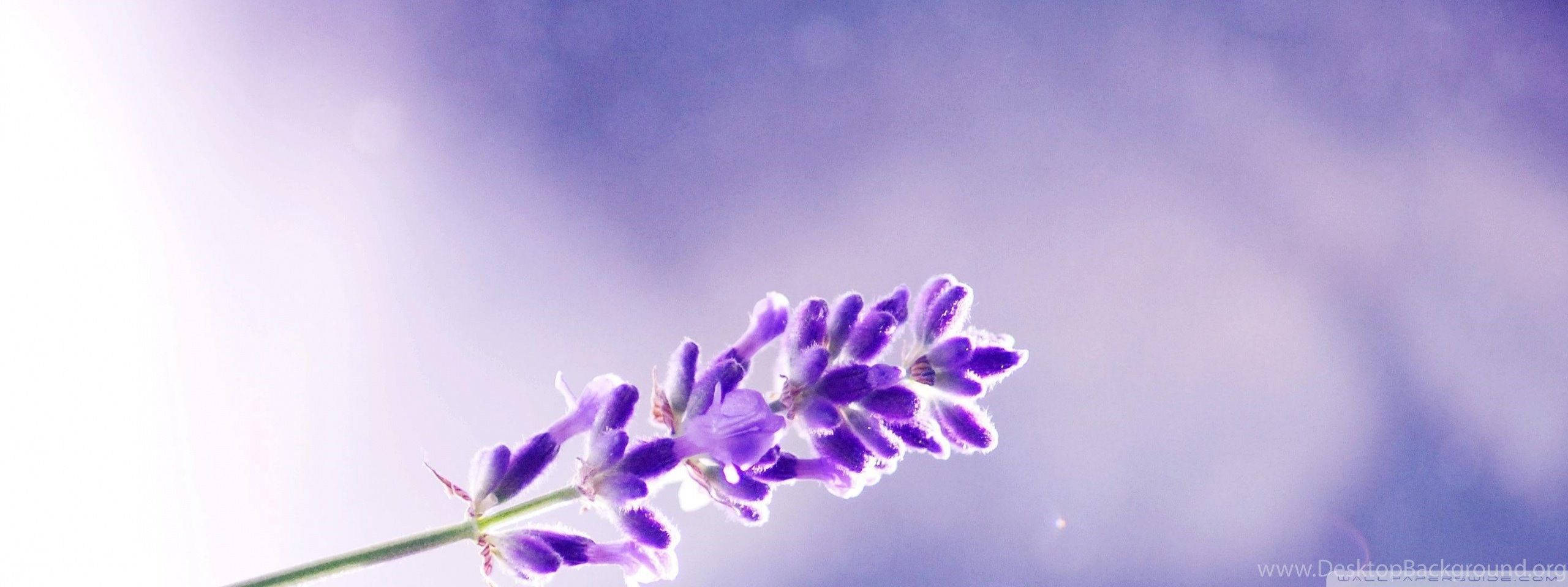 lavender flower, sky, purple and white sky, 2K Desktop Wallpaper