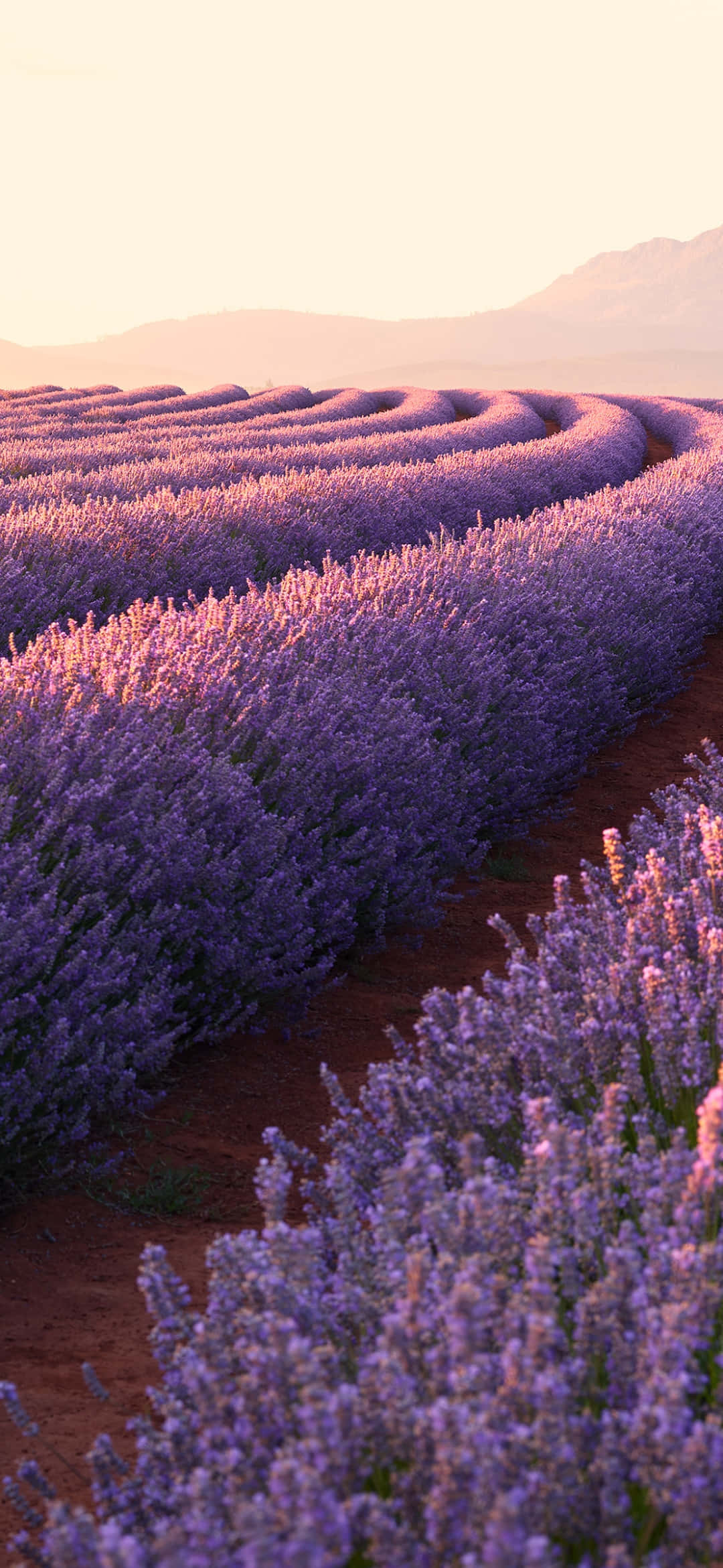 iPhone, lavender fields, golden light, Full HD Phone Wallpaper