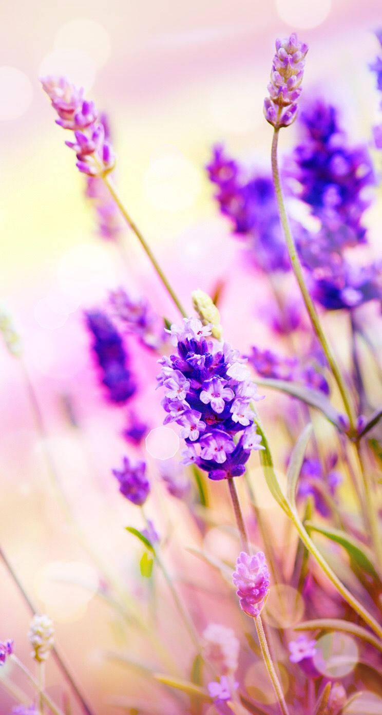 lavender flowers, yellow bokeh, pastel background, HD Phone Wallpaper