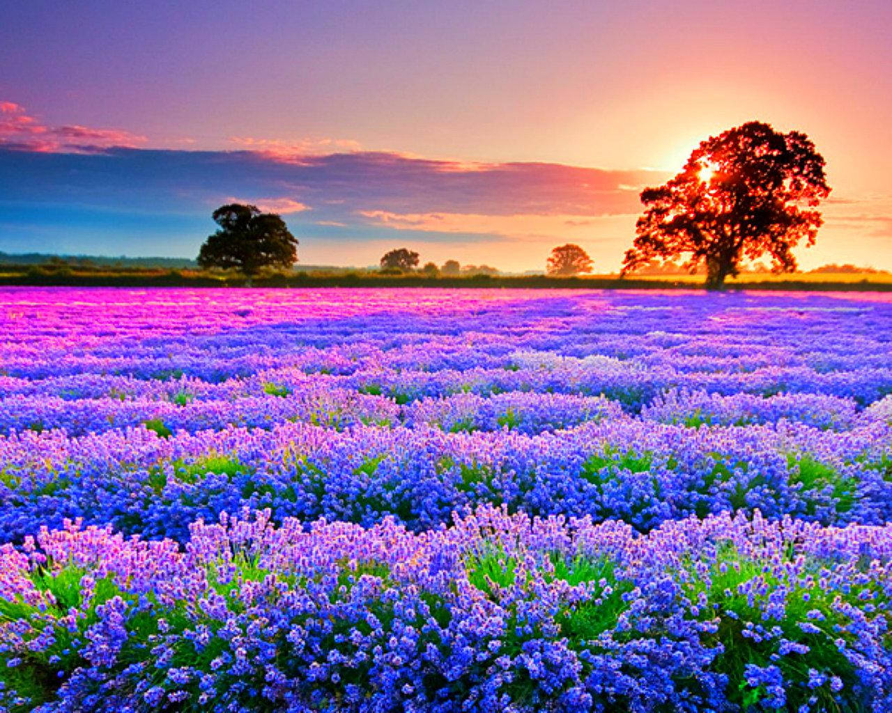 vibrant lavender flower field, purple lavender blooms, vibrant sunset sky, HD Desktop Wallpaper