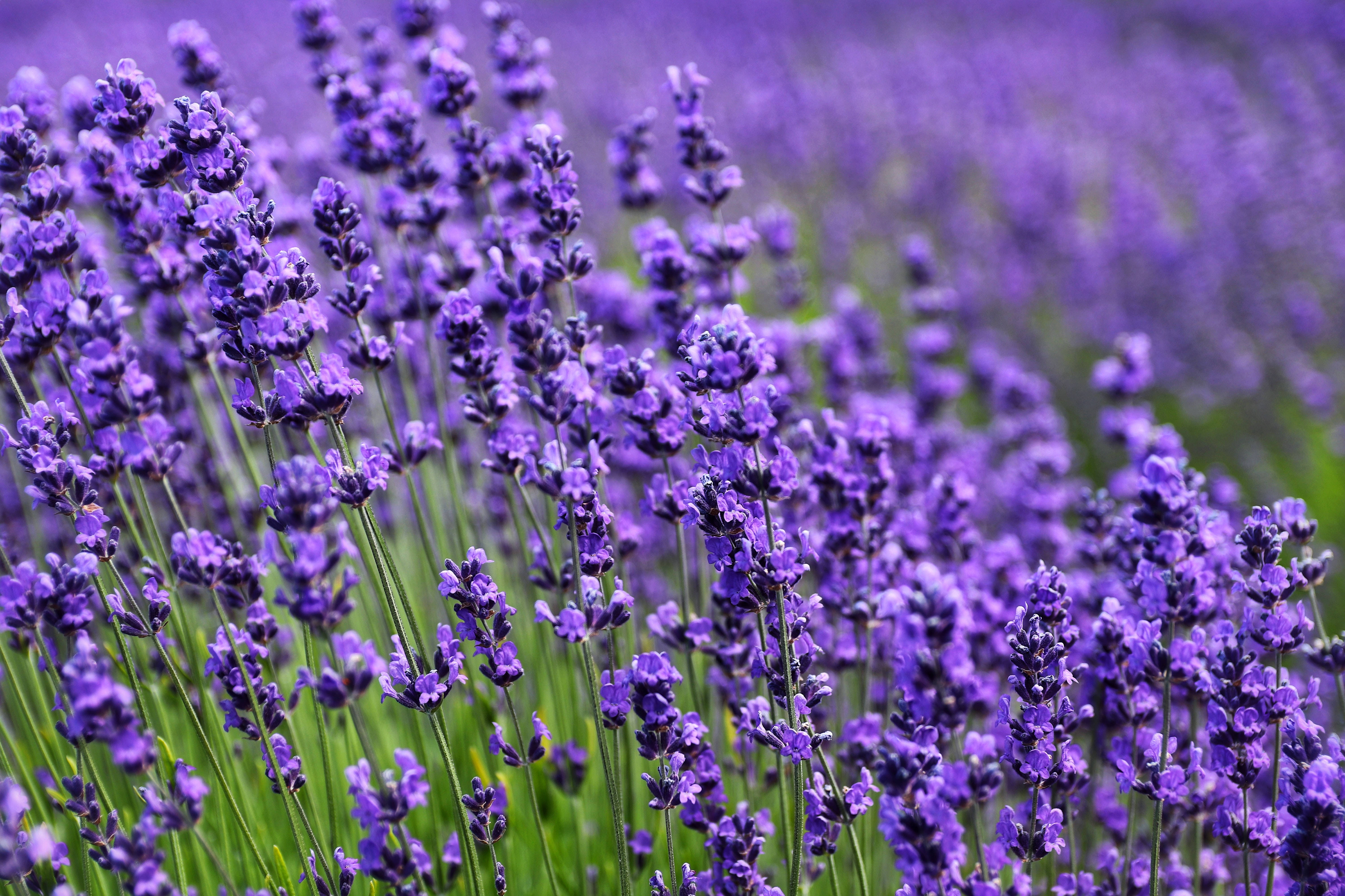 purple lavender flowers, fresh field of lavender flowers, vibrant field of purple lavender blooms, 5K Desktop Wallpaper