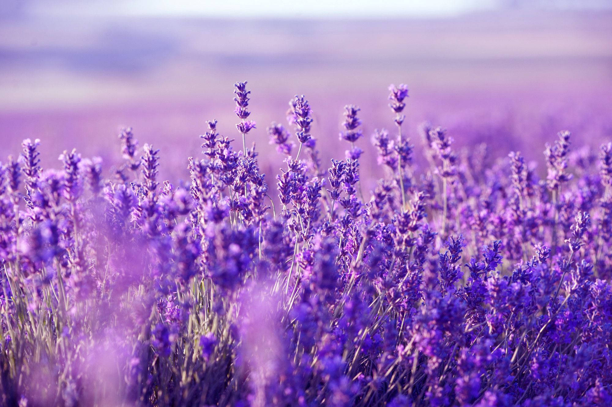 Blooming Lavender Desktop, sunlit field, vibrant purple lavender blooms, Full HD Desktop Wallpaper