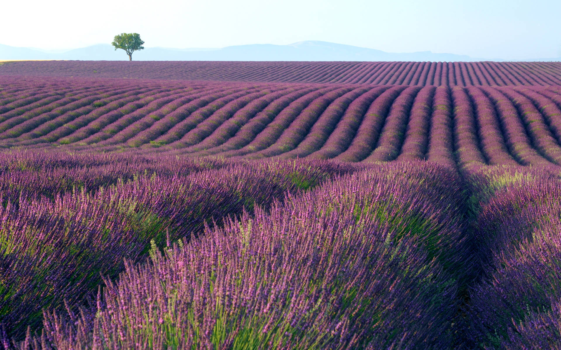 lavender fields, clear sky, lone tree, Full HD Desktop Wallpaper