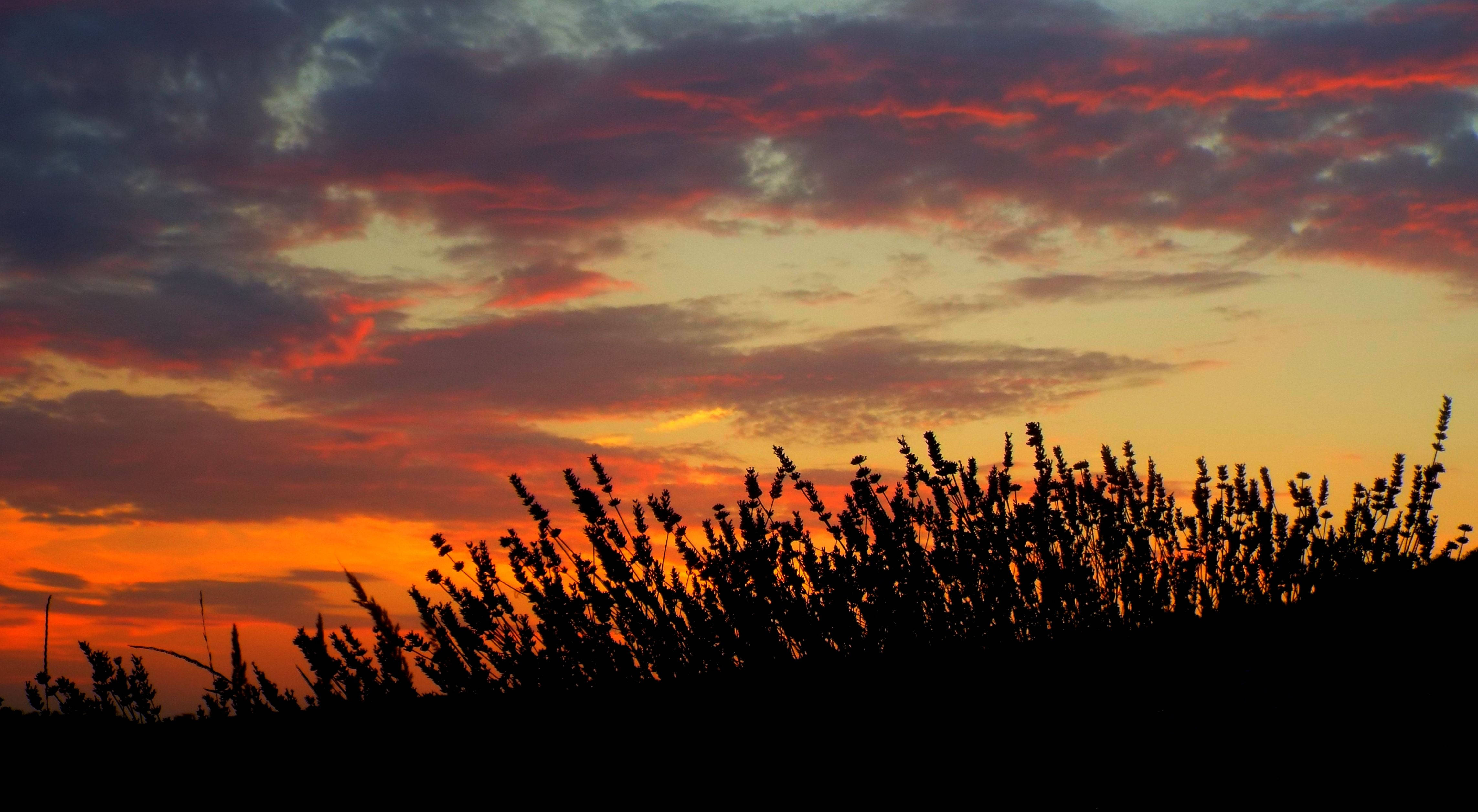 sunset, lavender field, orange red clouds, 4K Desktop Wallpaper