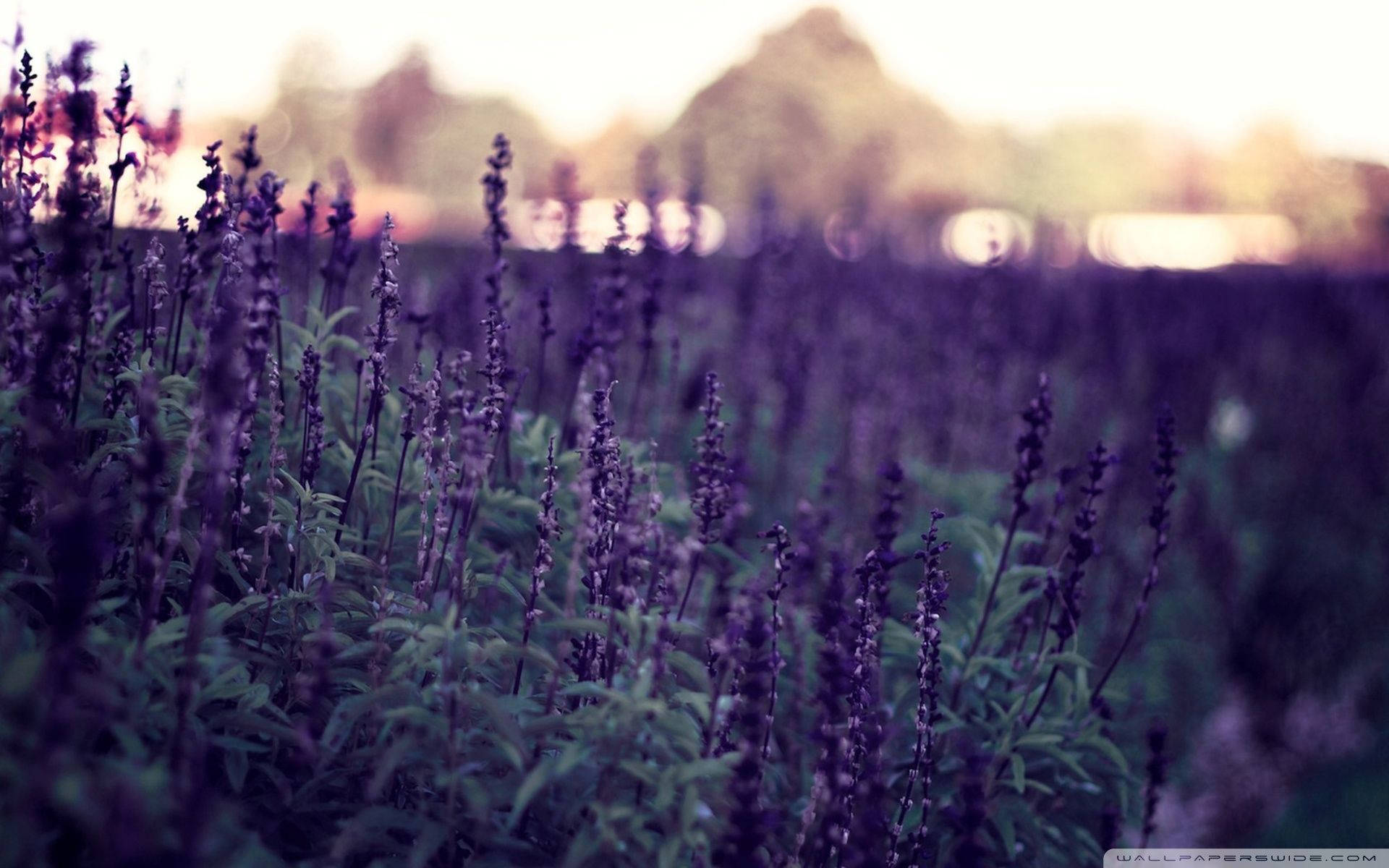 lavender, golden mountains, purple sage flowers, Full HD Desktop Wallpaper