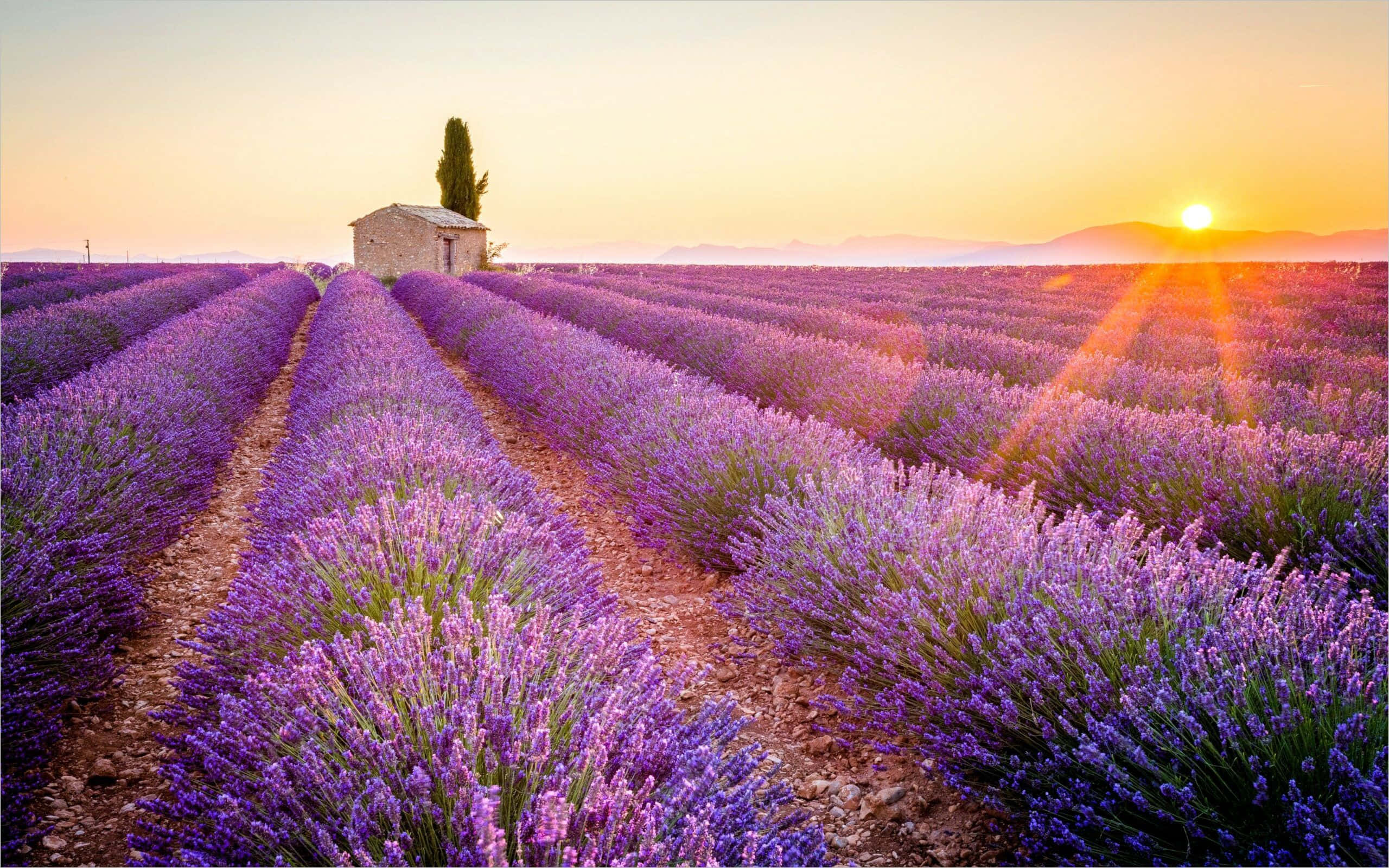 stone cabin, lavender field, sunrise, 2K Desktop Wallpaper