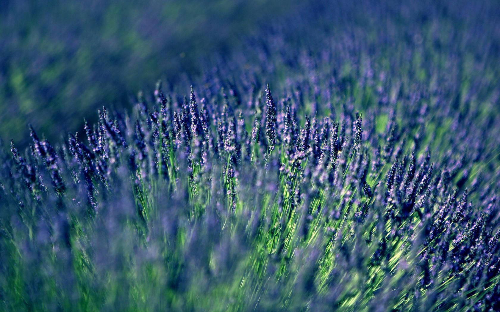 lavender field, vibrant blue sky, cool blue sky, HD Desktop Wallpaper