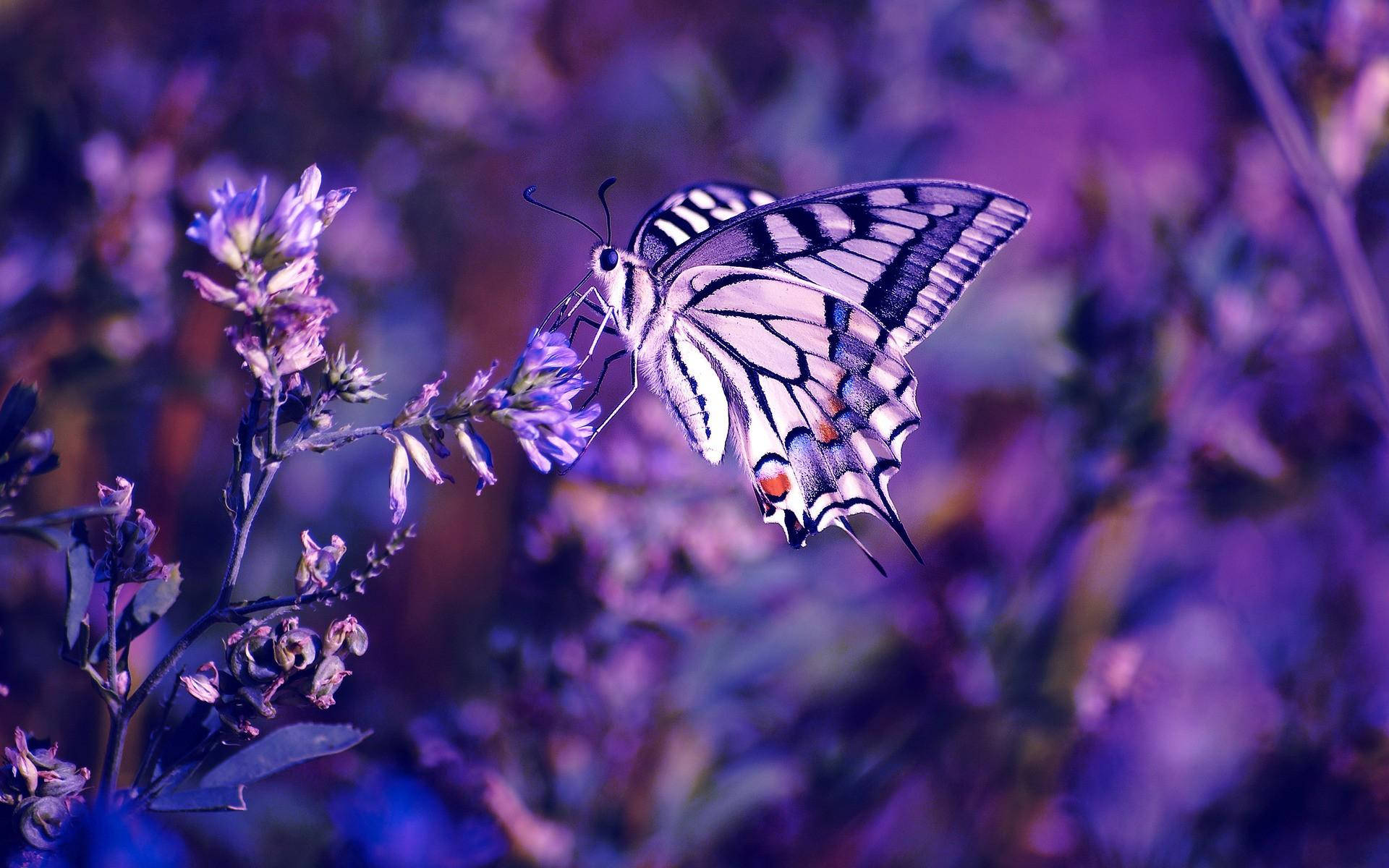 swallowtail butterfly, deep purple lavender flower, purple flower cluster, Full HD Desktop Wallpaper