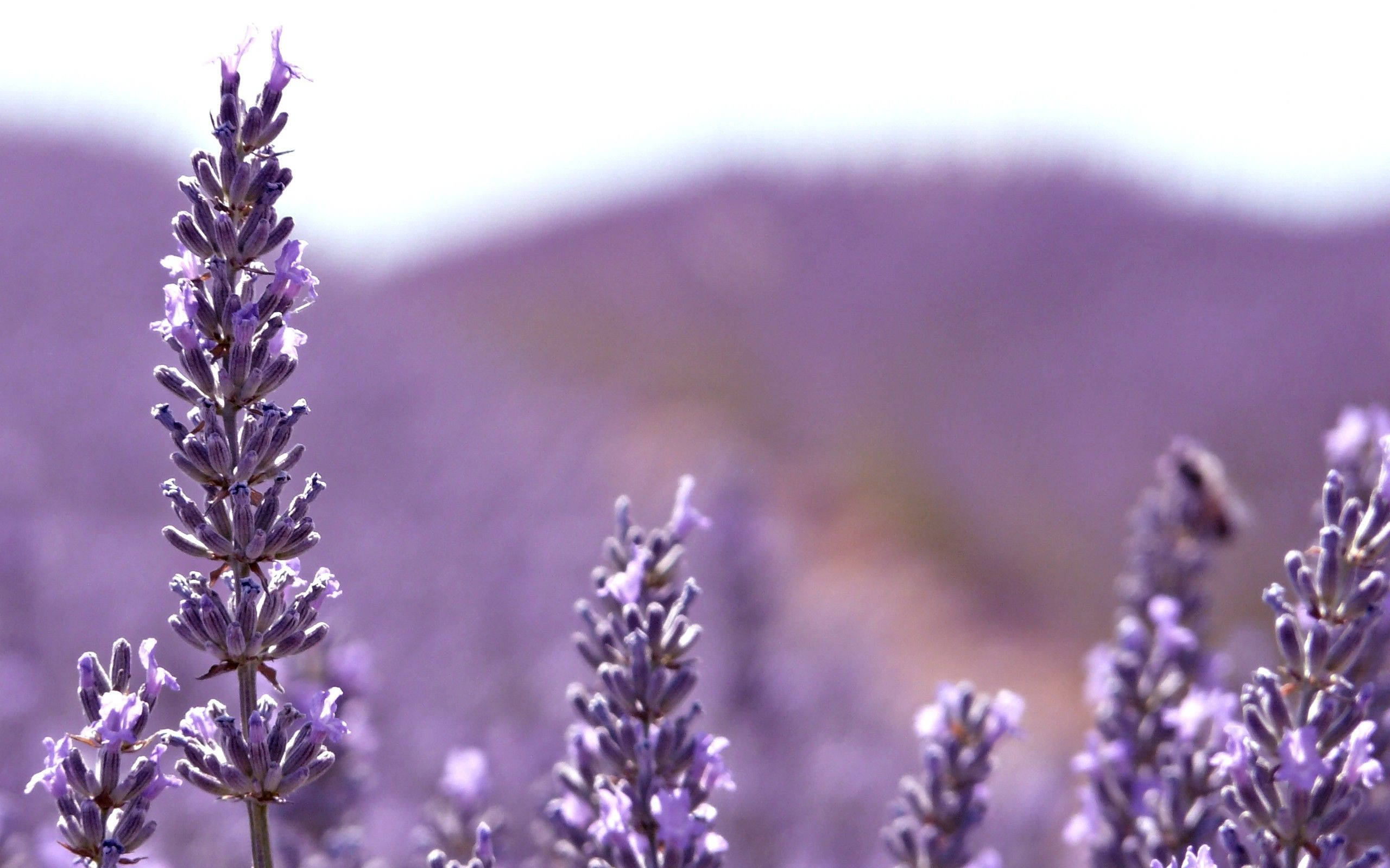 lavender flowers, vibrant purple, sunlit field, 2K Desktop Wallpaper