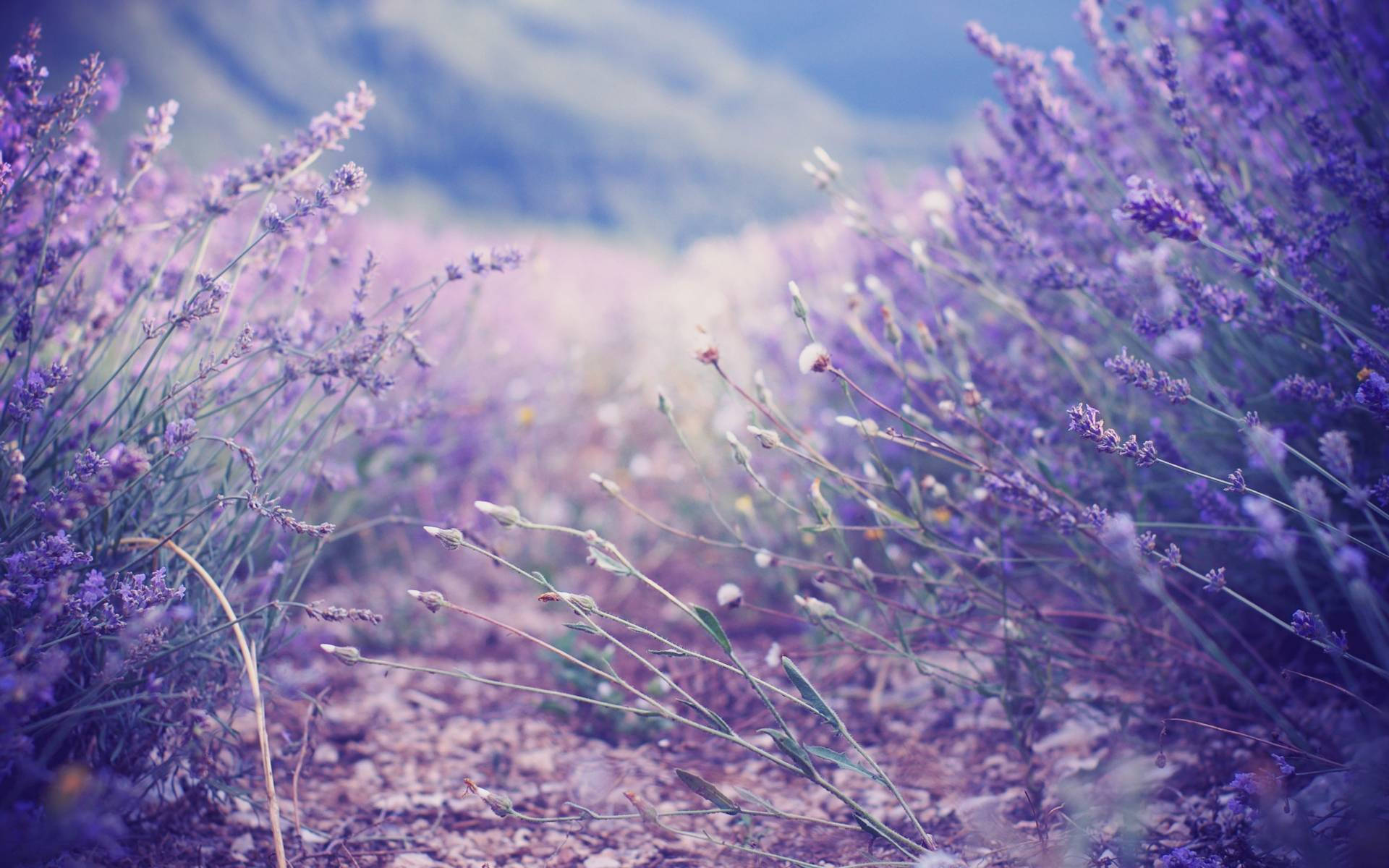 lavender fields, mountain trail, hazy blue sky, Full HD Desktop Wallpaper