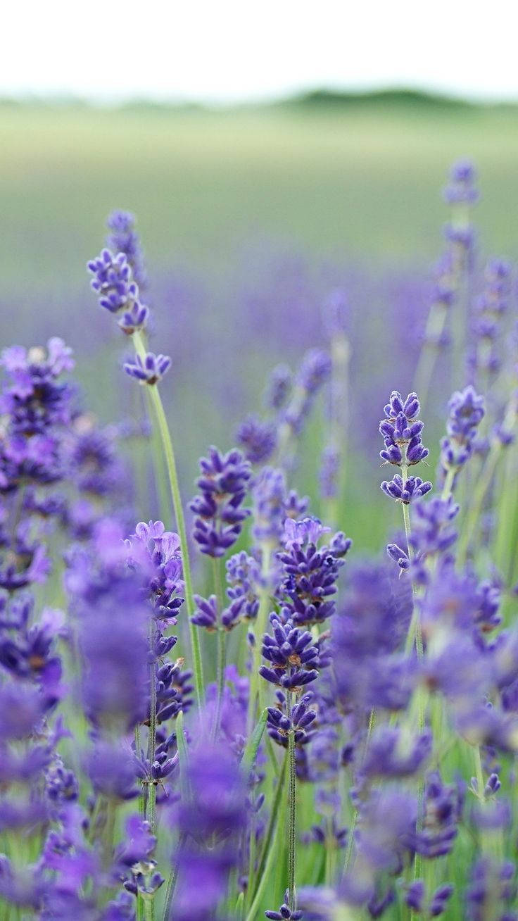 lavender flowers, lush green field, sunlit meadow, HD Phone Wallpaper