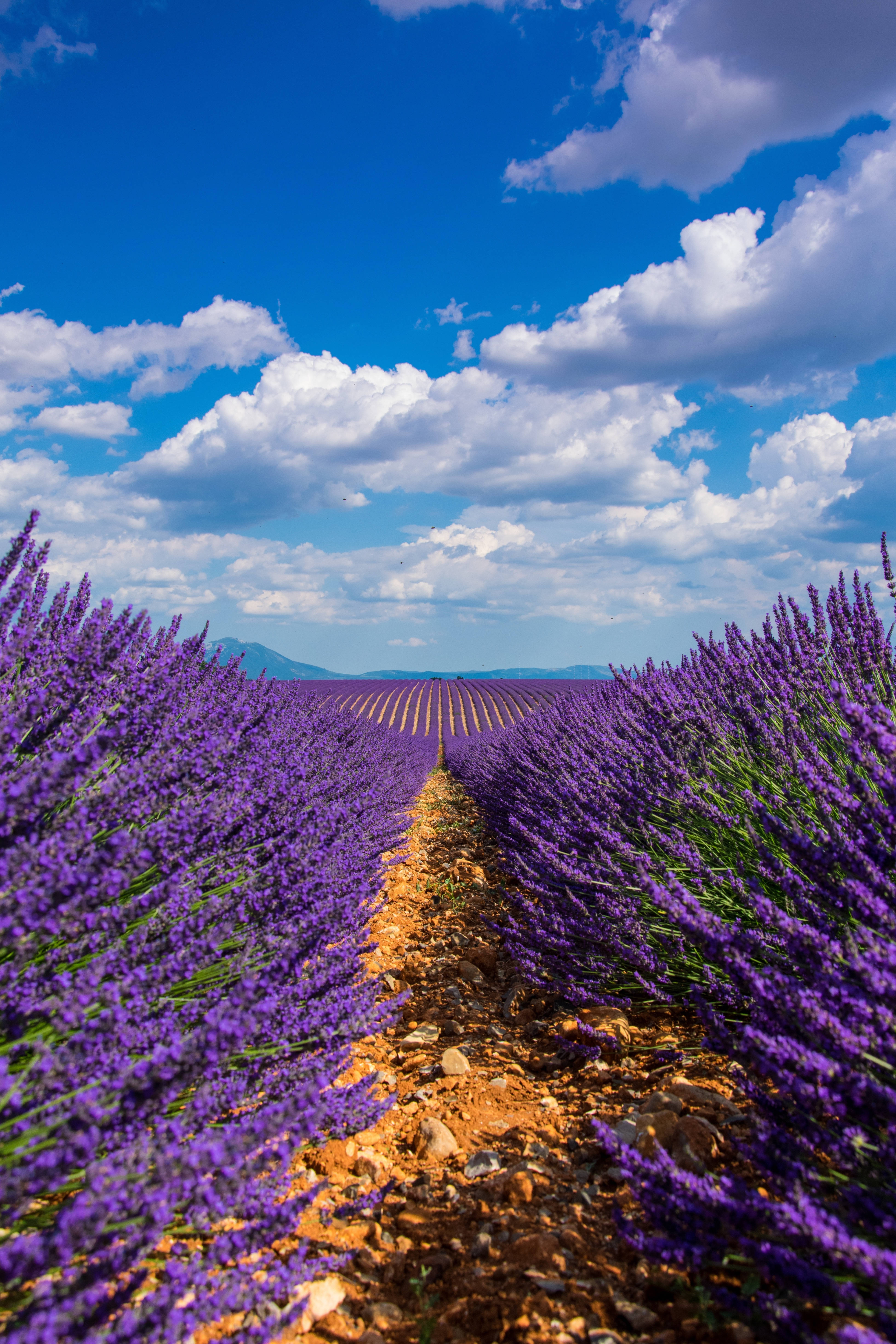 Lavender field, vibrant purple lavender, bright blue sky, 5K Phone Wallpaper