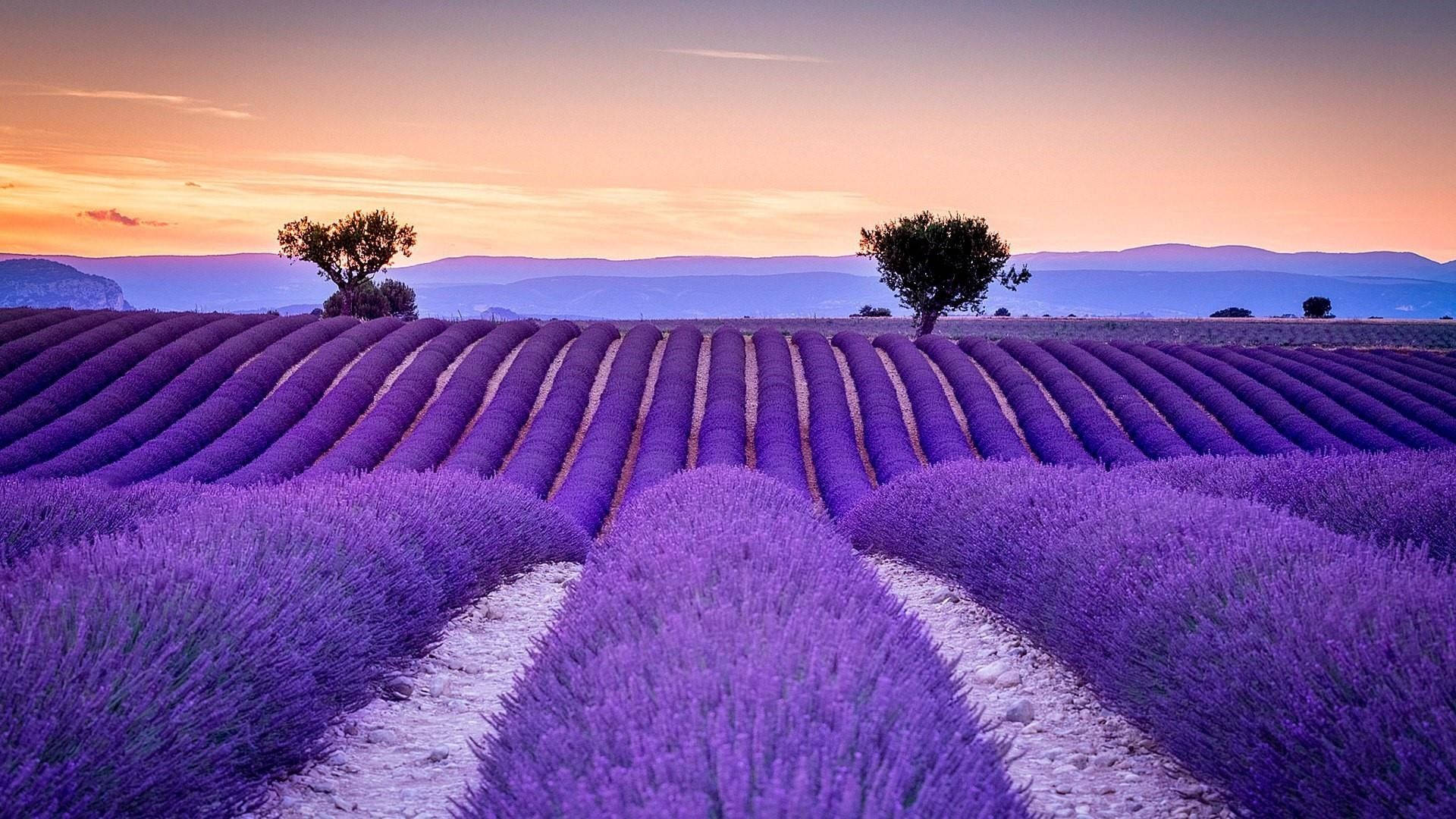 lavender, purple lavender field, distant hills, Full HD Desktop Wallpaper