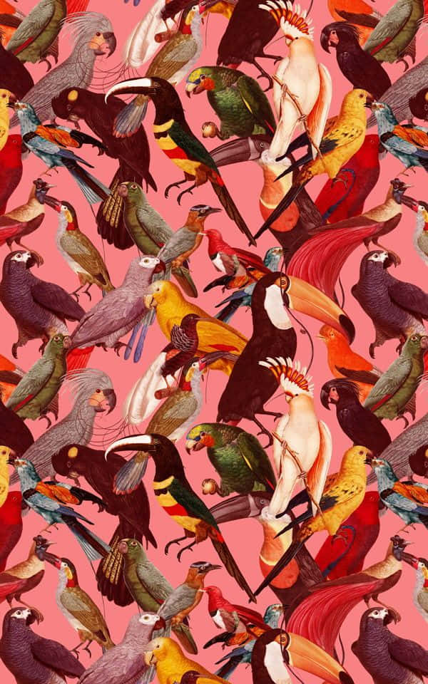 Lavish Bird Pattern, tropical birds, solid pink background, SD Phone Wallpaper