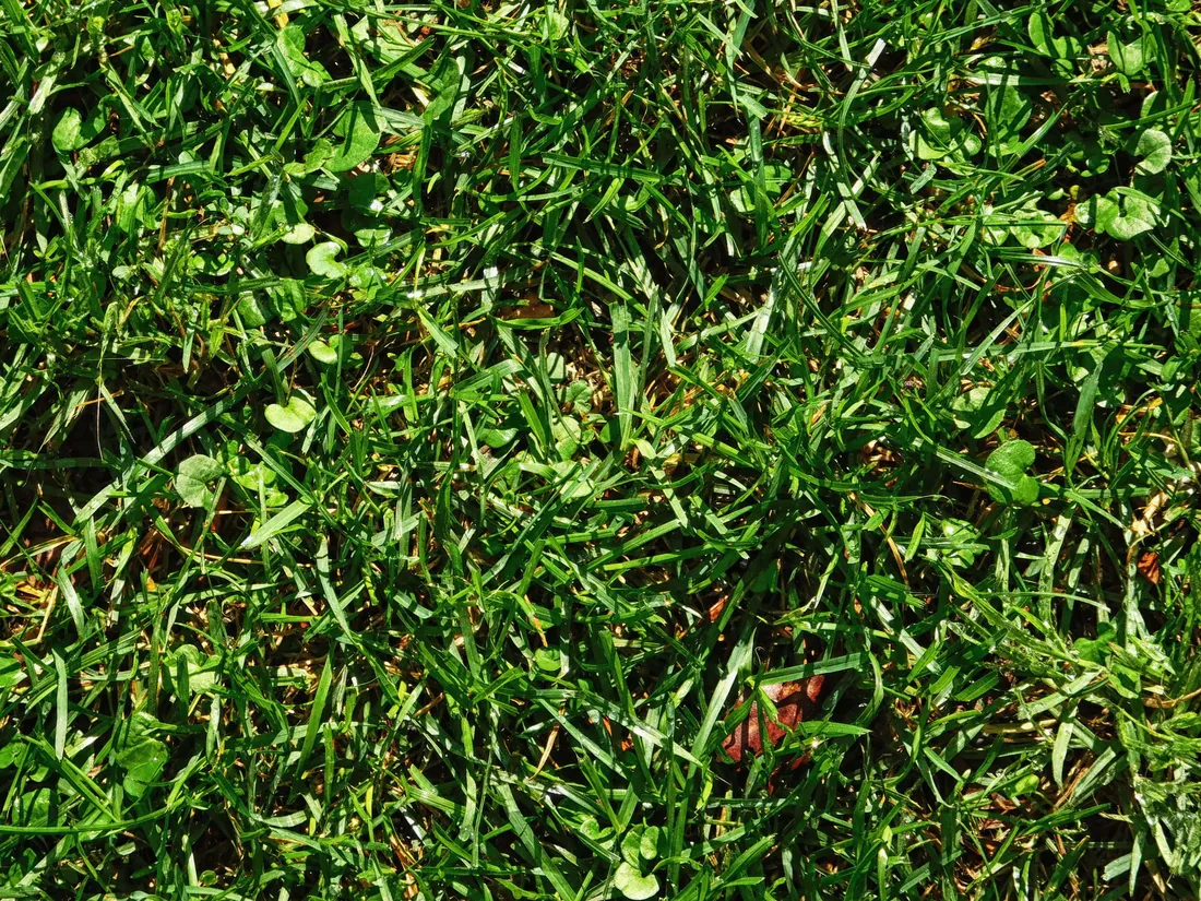 Lawn mower