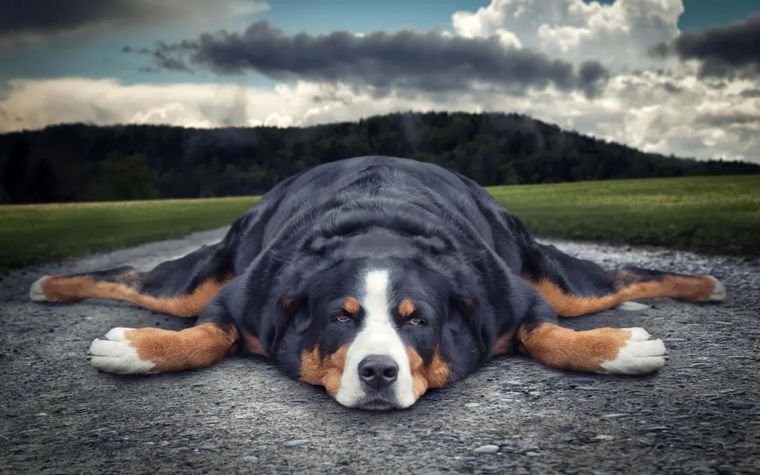 Lazy Dog