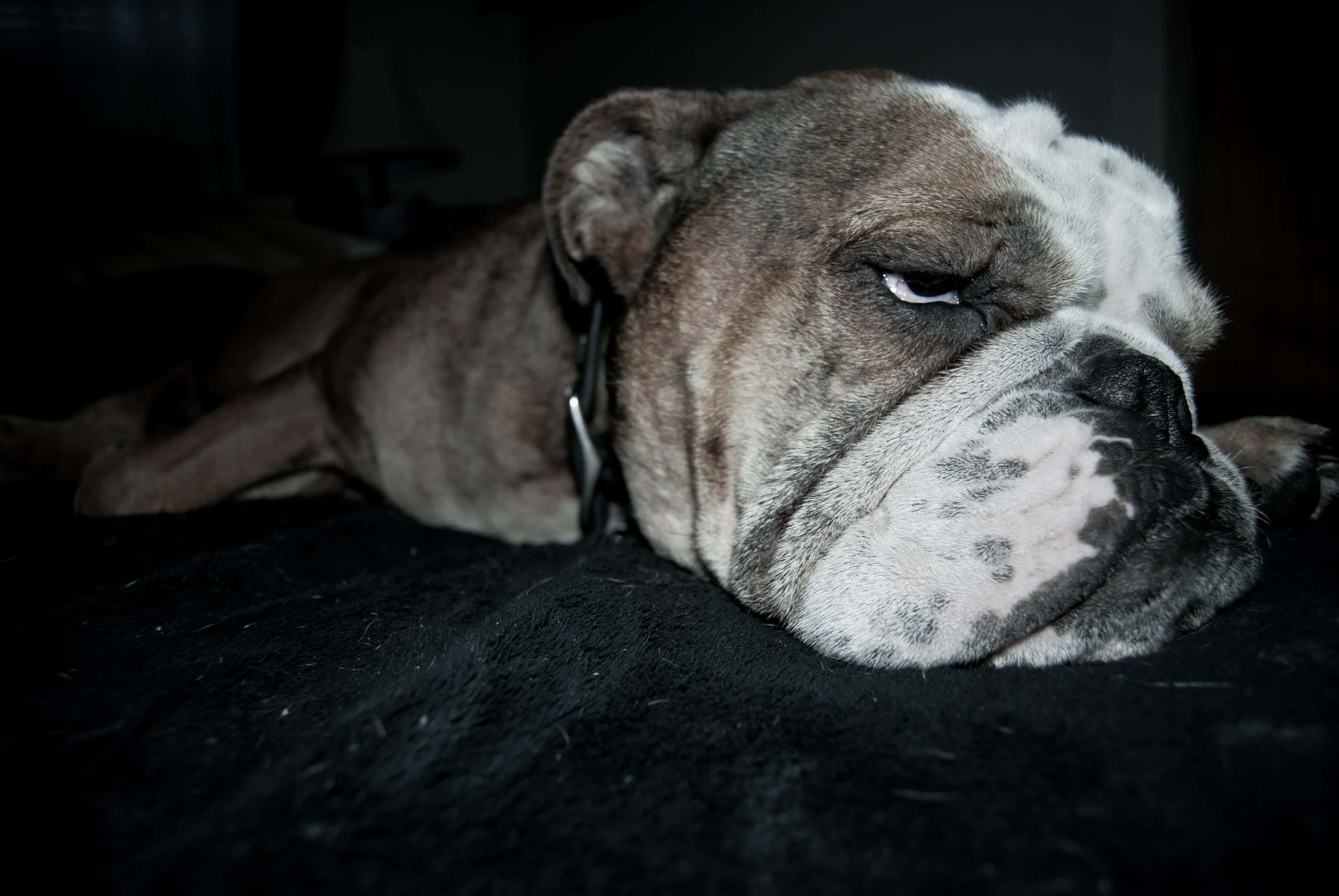 bulldog, gray and white fur, dark textured blanket, 4K Desktop Wallpaper