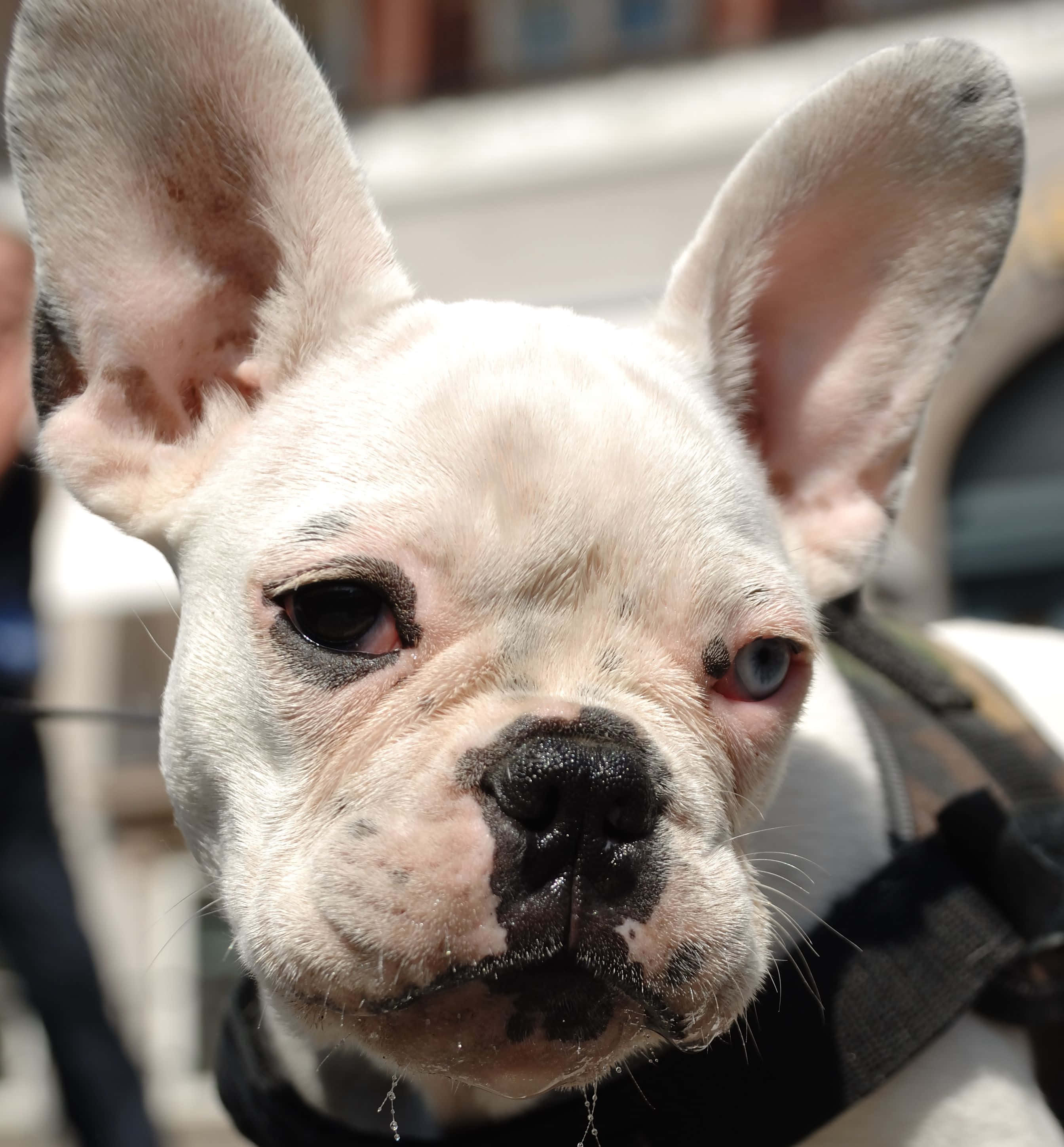 Lazy Dog, white French bulldog, one blue eye and one brown eye, 2K Phone Wallpaper