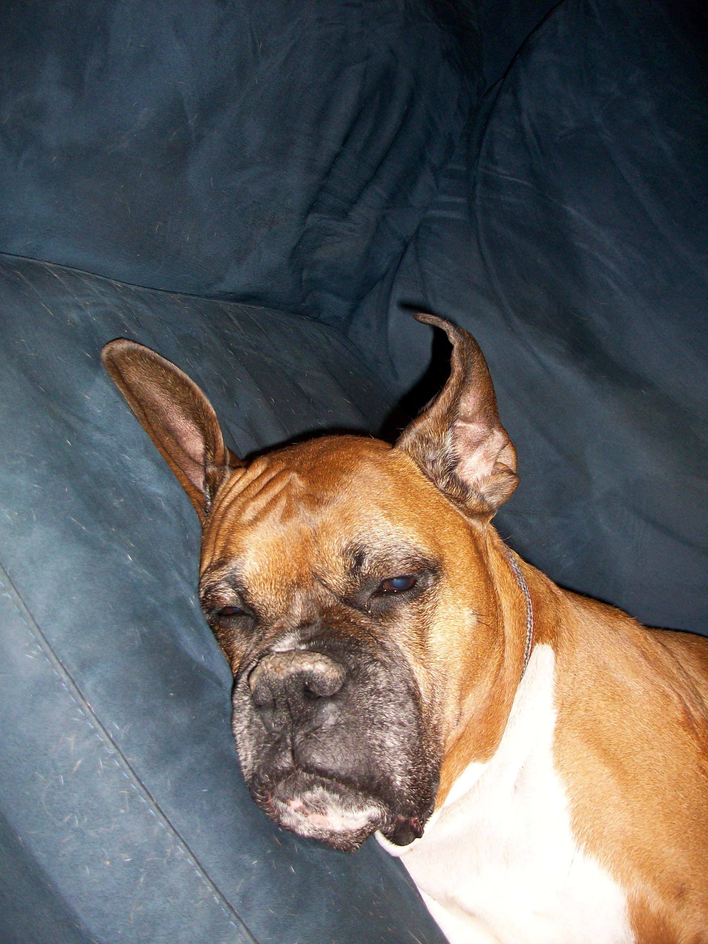 brindle and white boxer dog, dark blue couch, tired expression, 2K Phone Wallpaper
