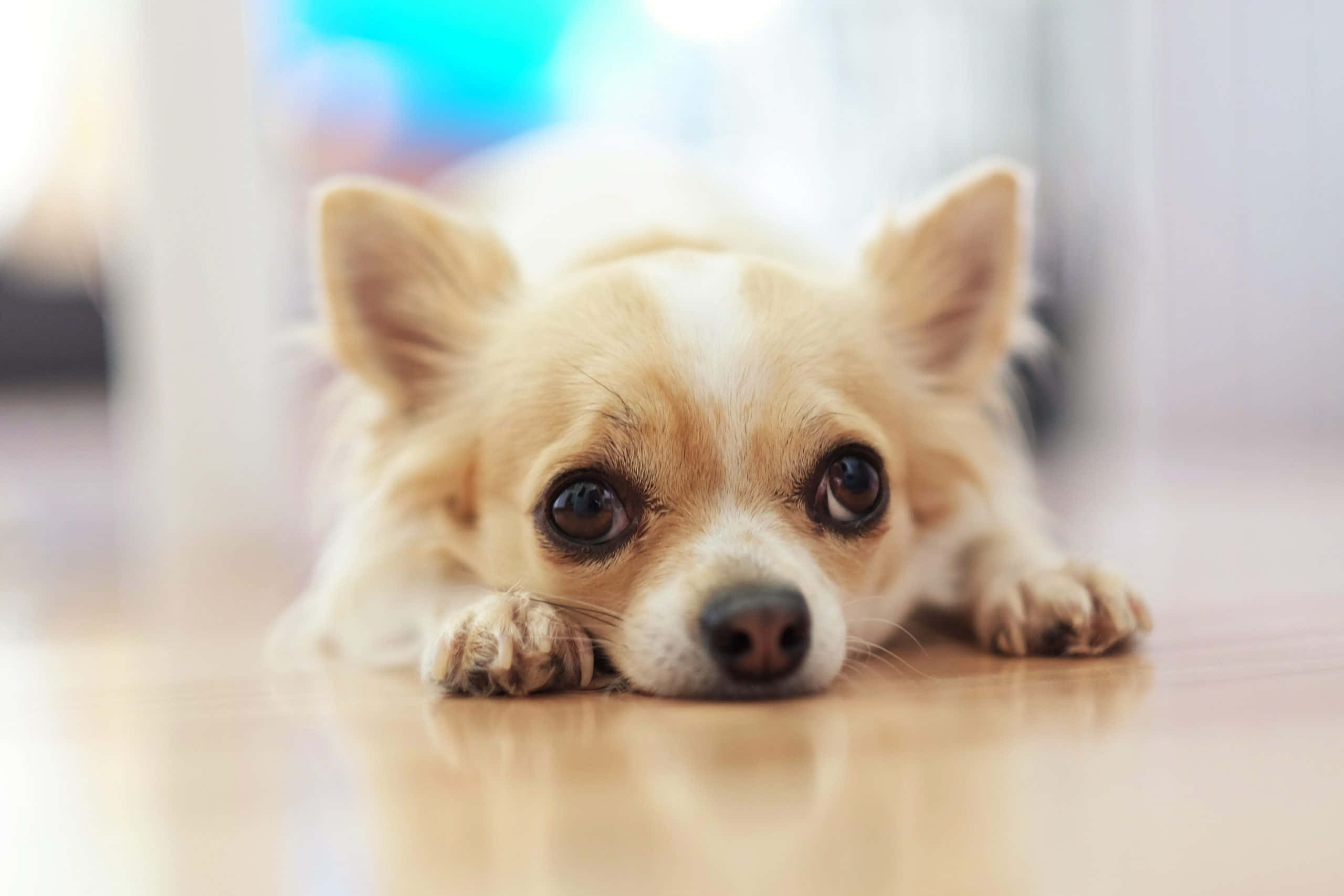 cute lazy dog, fluffy chihuahua, big brown eyes, 2K Desktop Wallpaper