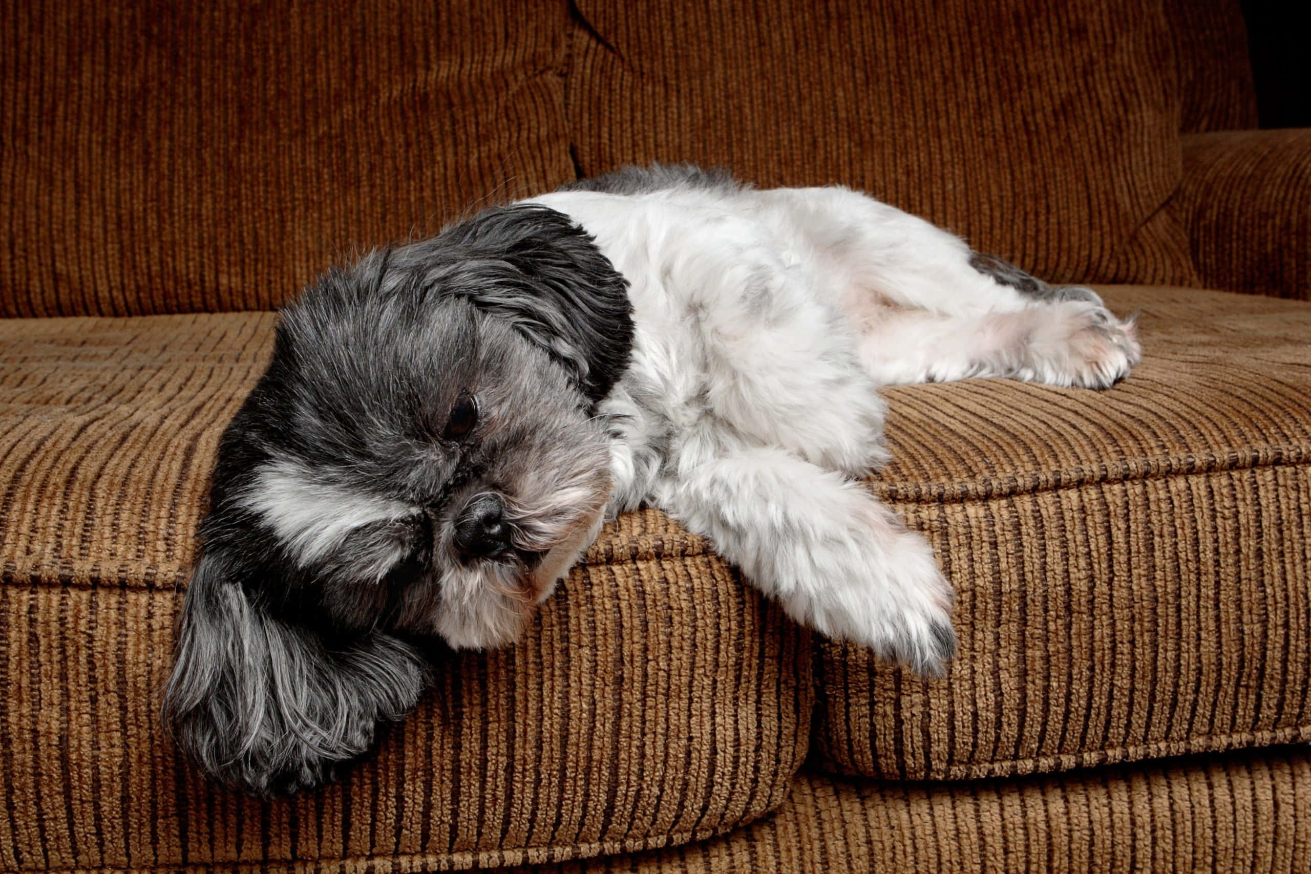 fluffy black and white dog, brown corduroy couch cushion, lazy dog, 2K Desktop Wallpaper