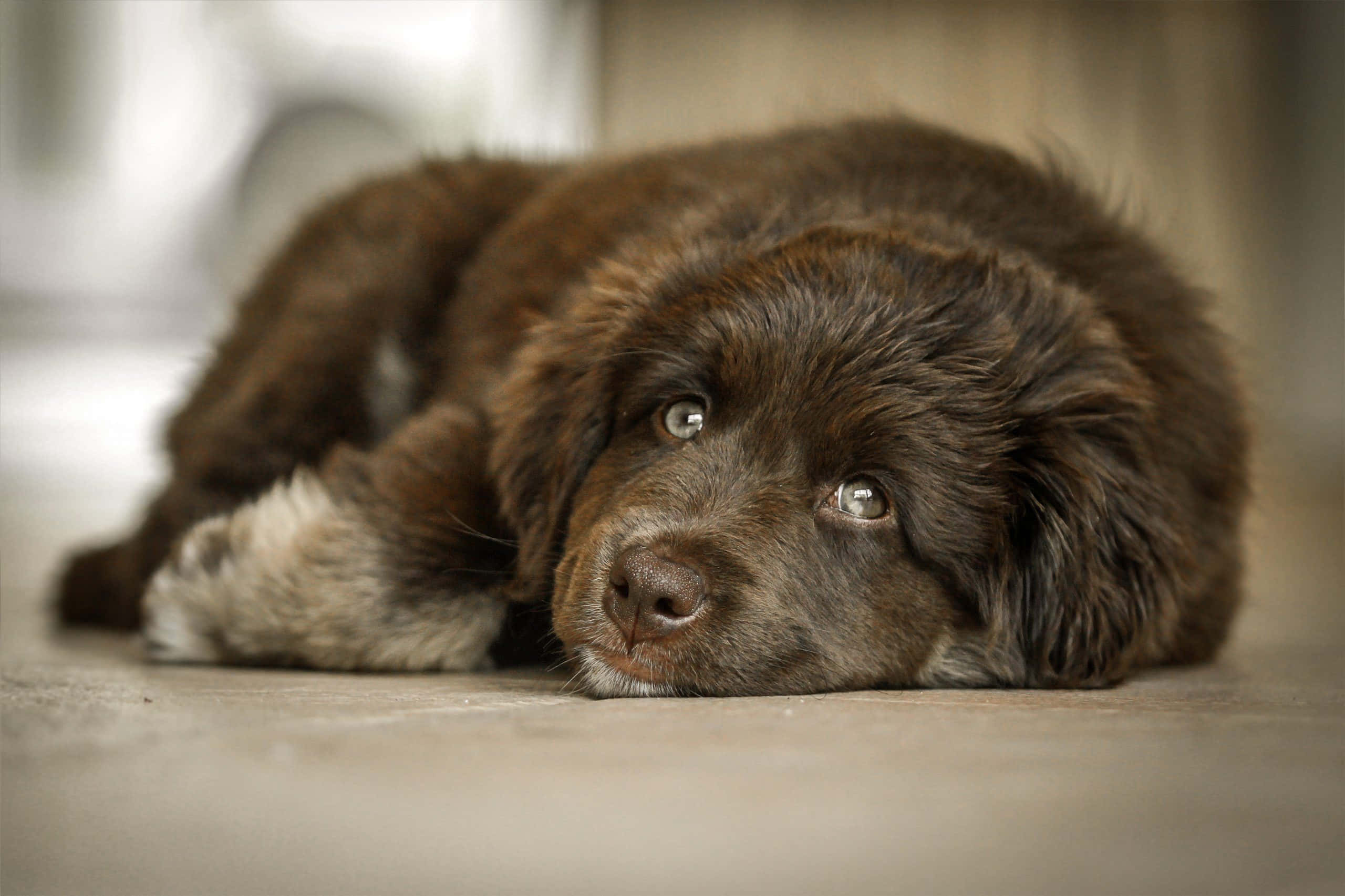 lazy dog, fluffy brown puppy, soulful eyes, 2K Desktop Wallpaper
