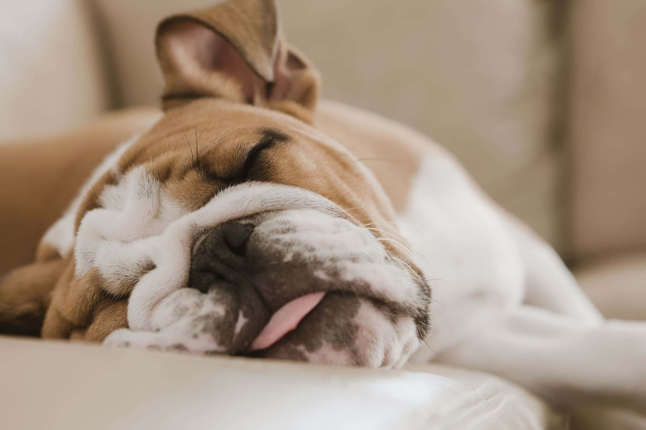 brown and white bulldog, tongue out, beige couch, Full HD Desktop Wallpaper