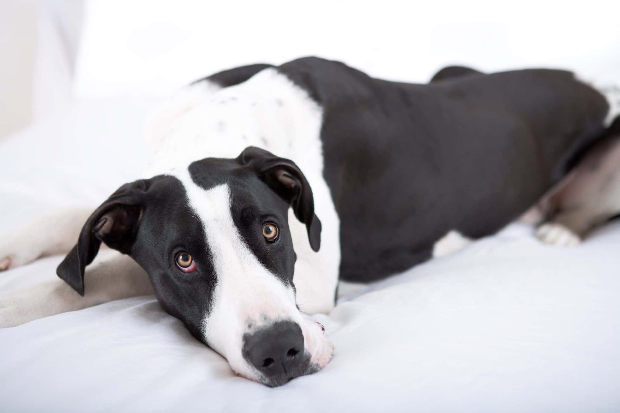 black and white dog, expressive eyes, soft white bedspread, Full HD Desktop Wallpaper