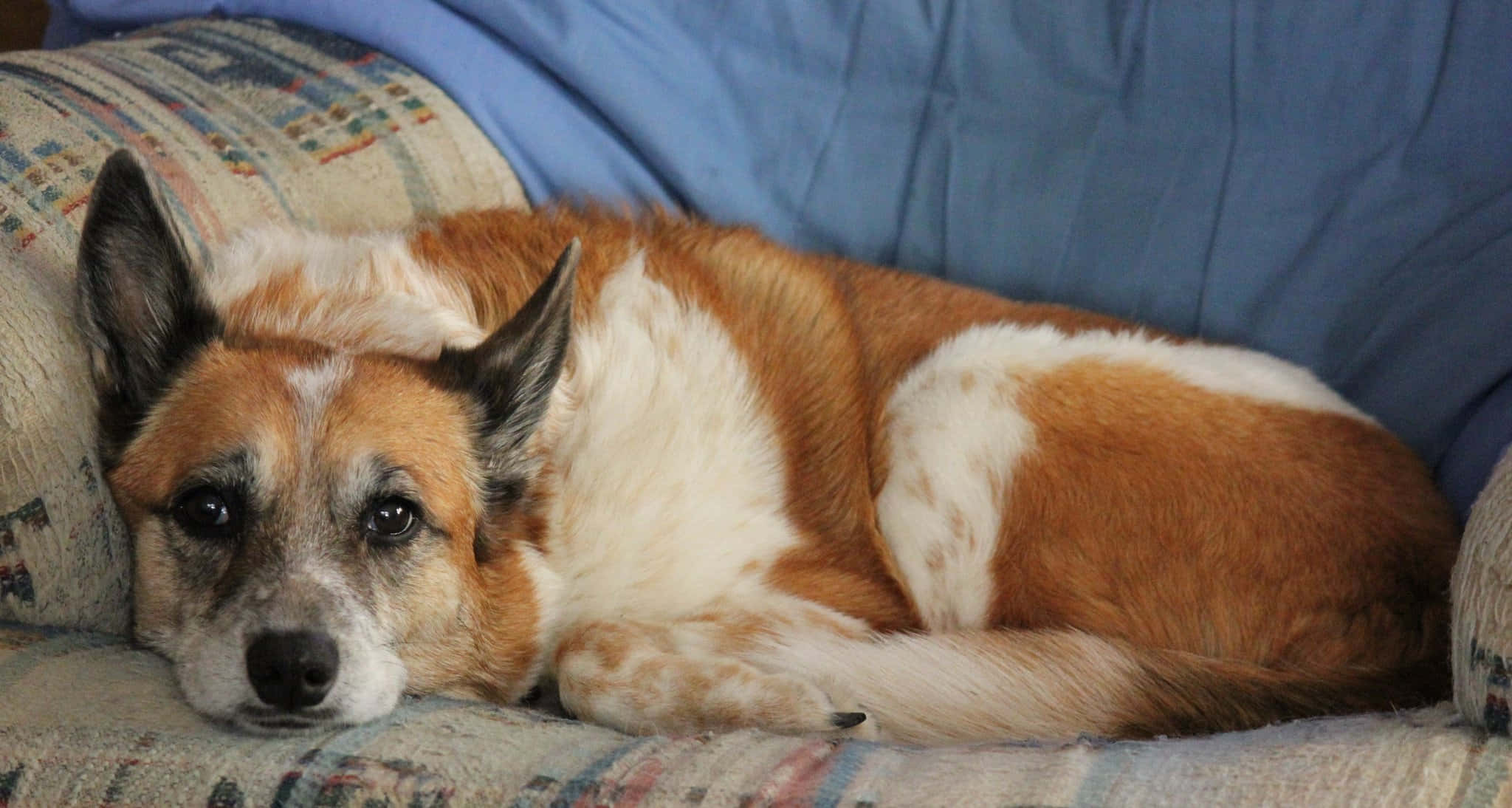 lazy dog, tan and white dog, patterned couch cushion, Full HD Desktop Wallpaper