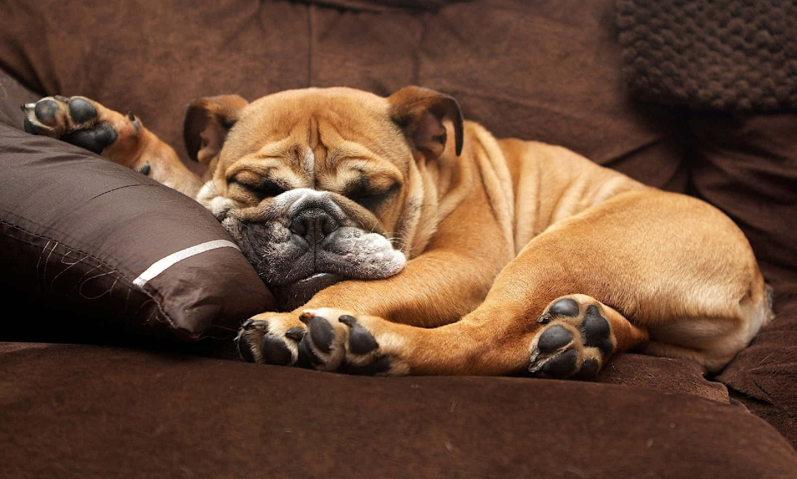 bulldog, brown couch, pillow, HD Desktop Wallpaper